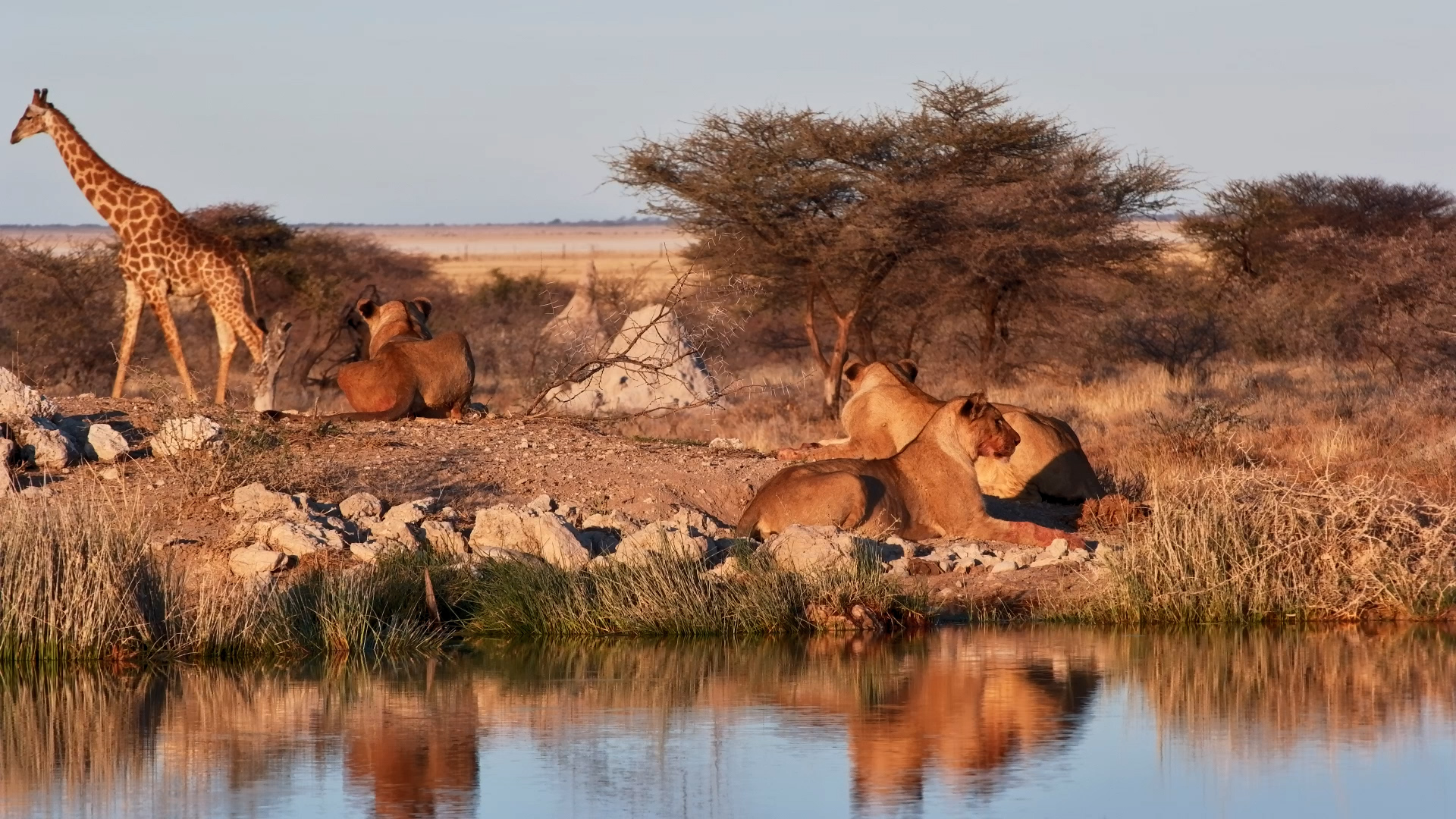 These Giraffes Can't Take Their Eyes Off the Lions