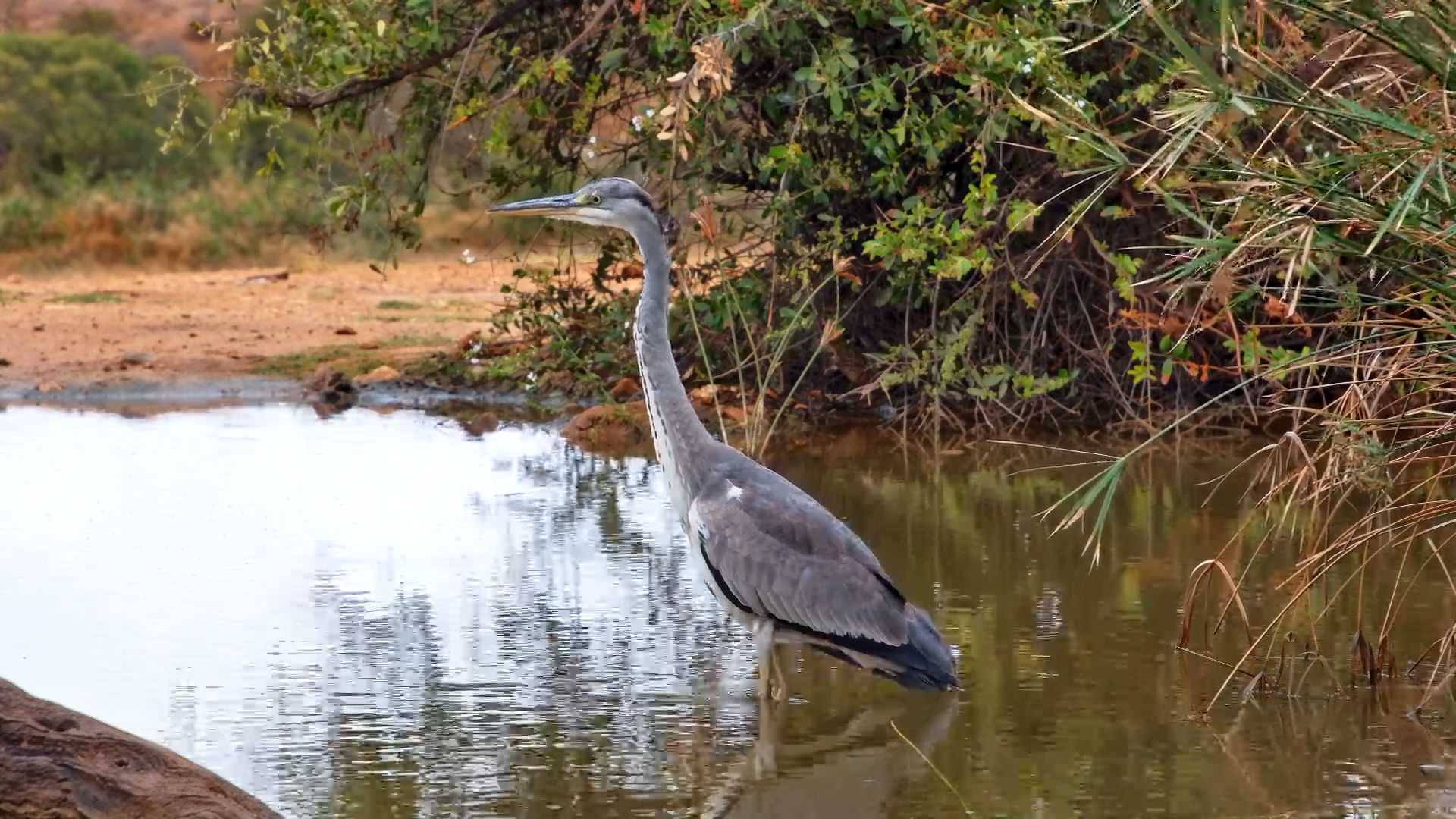 The Incredible Patience of a Hunting Grey Heron