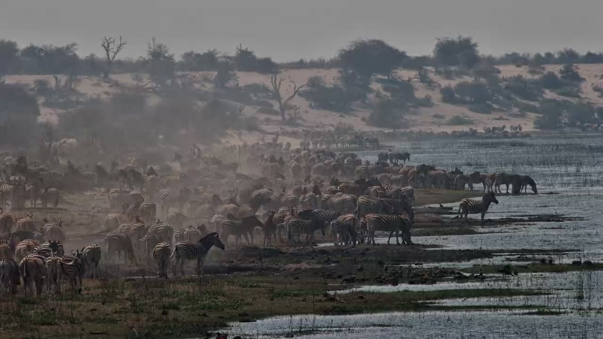 Hundreds of Zebras Grazing & Drinking in Timelapse