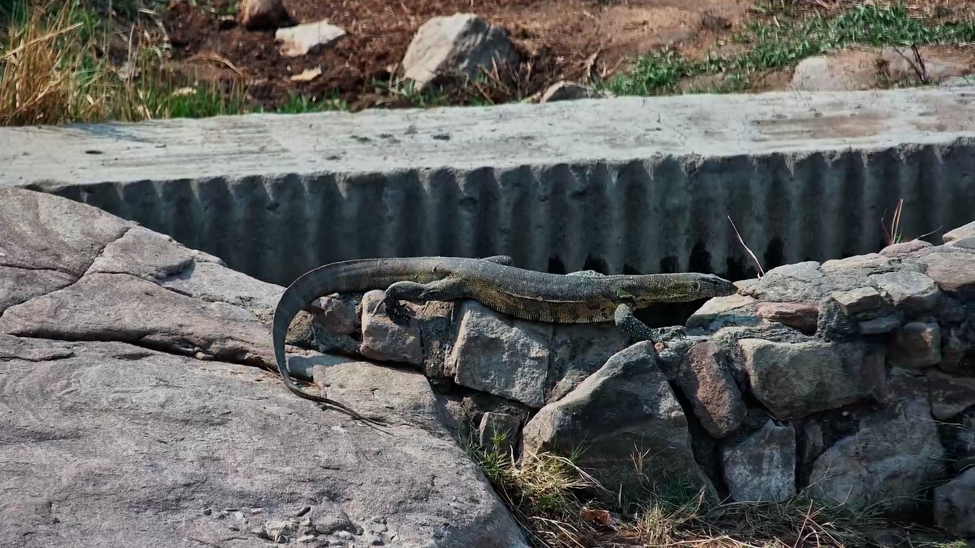 Monitor Lizard Goes Hunting for Its Next Meal!