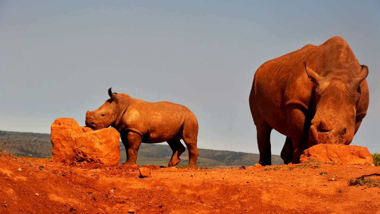This Rock Is Just the Right Height for a Rhino Calf
