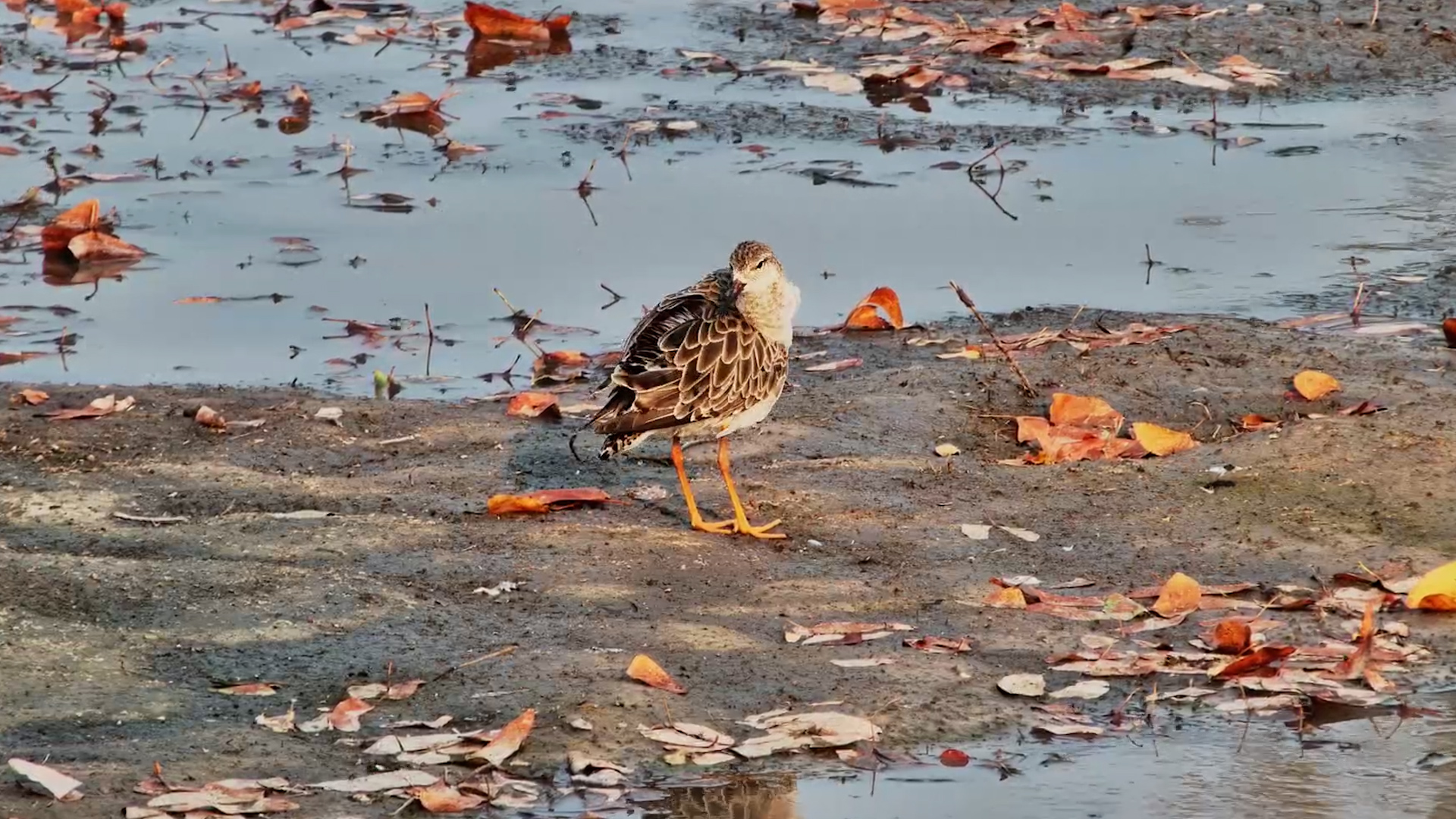 Ruff Enjoys a Peaceful Preening Session by the Water