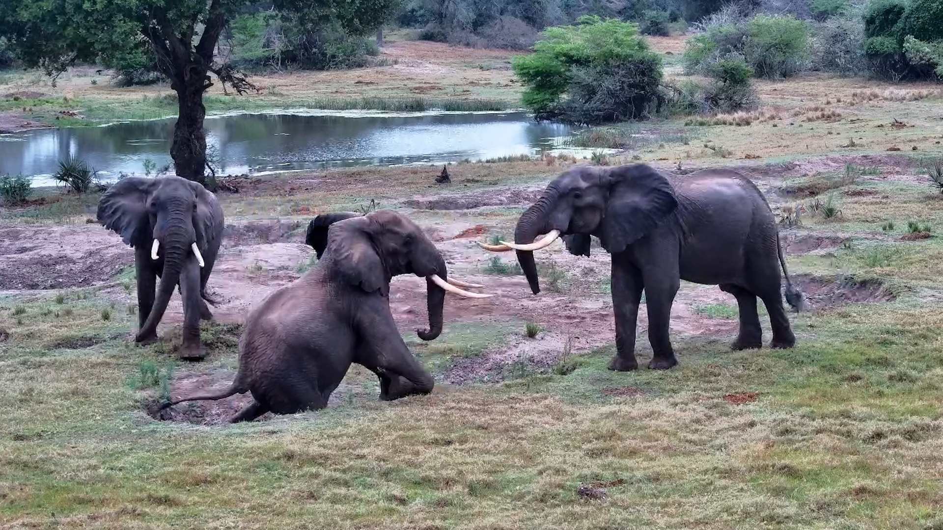 Three Elephants Tussle... Just Listen to Those Tusks!