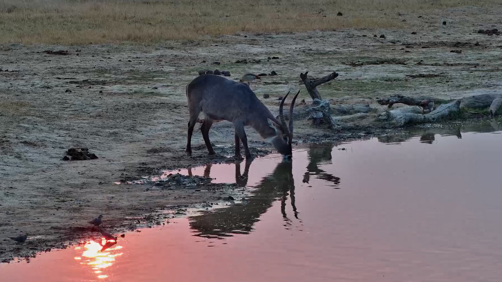 Handsome Waterbuck Bull Stops for a Sunset Drink