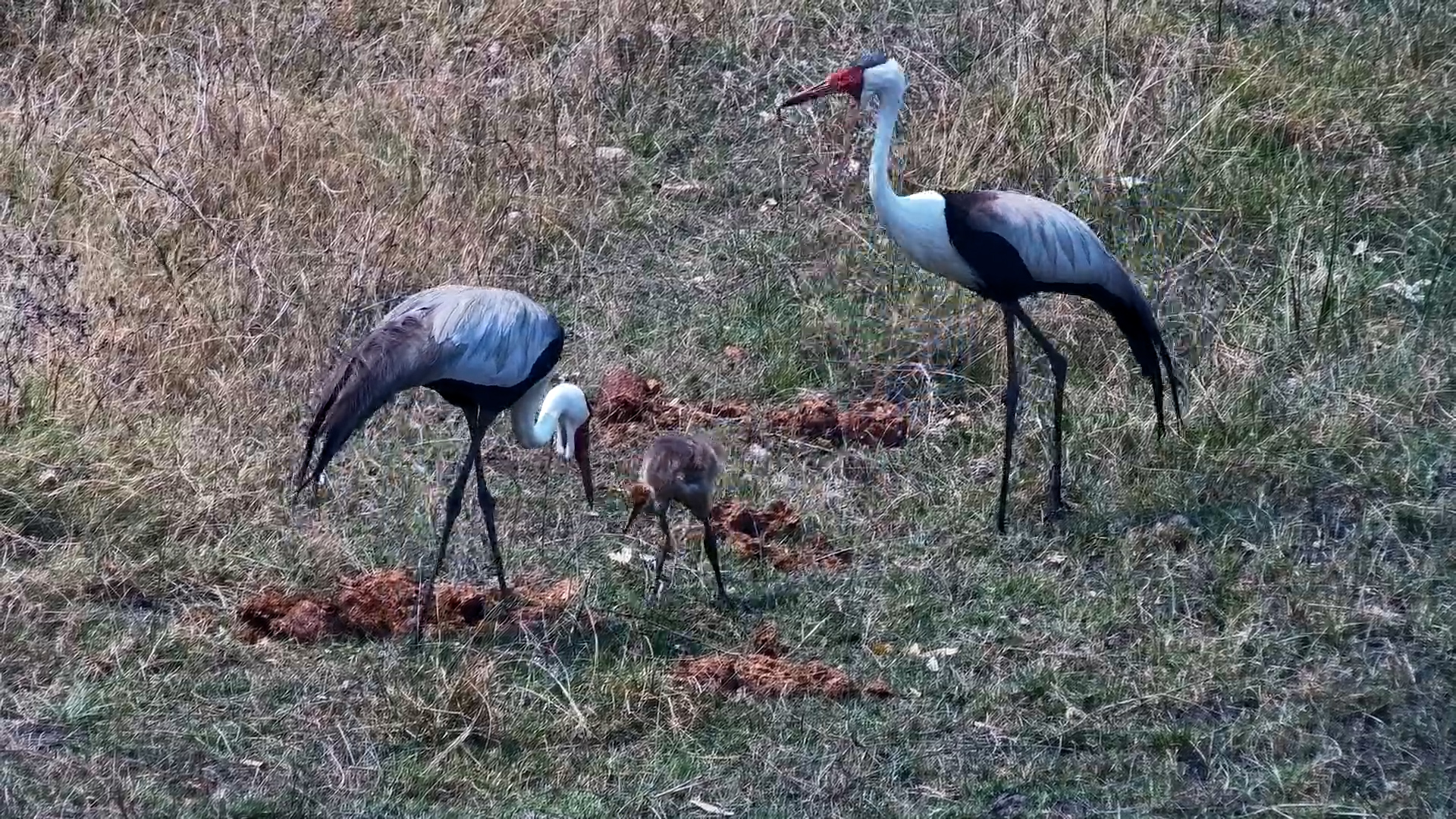 Growing Up Fast! Wattled Crane Chick Forages With Its Parent