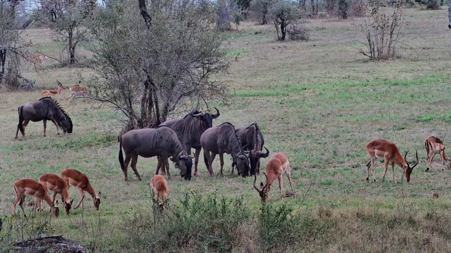 Wildebeest & Impala Share the Grazing Grounds