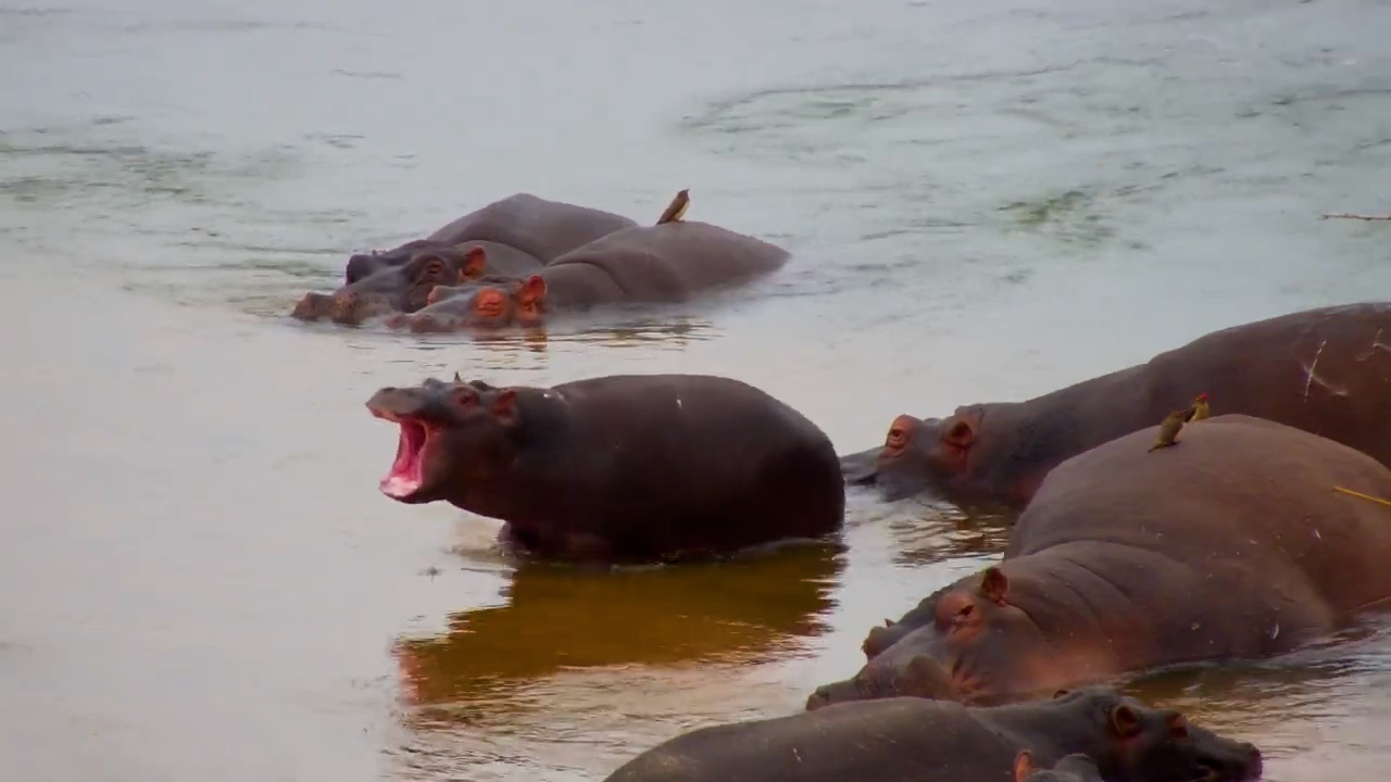 Tiny Hippo Tests Out Those Growing Jaws!
