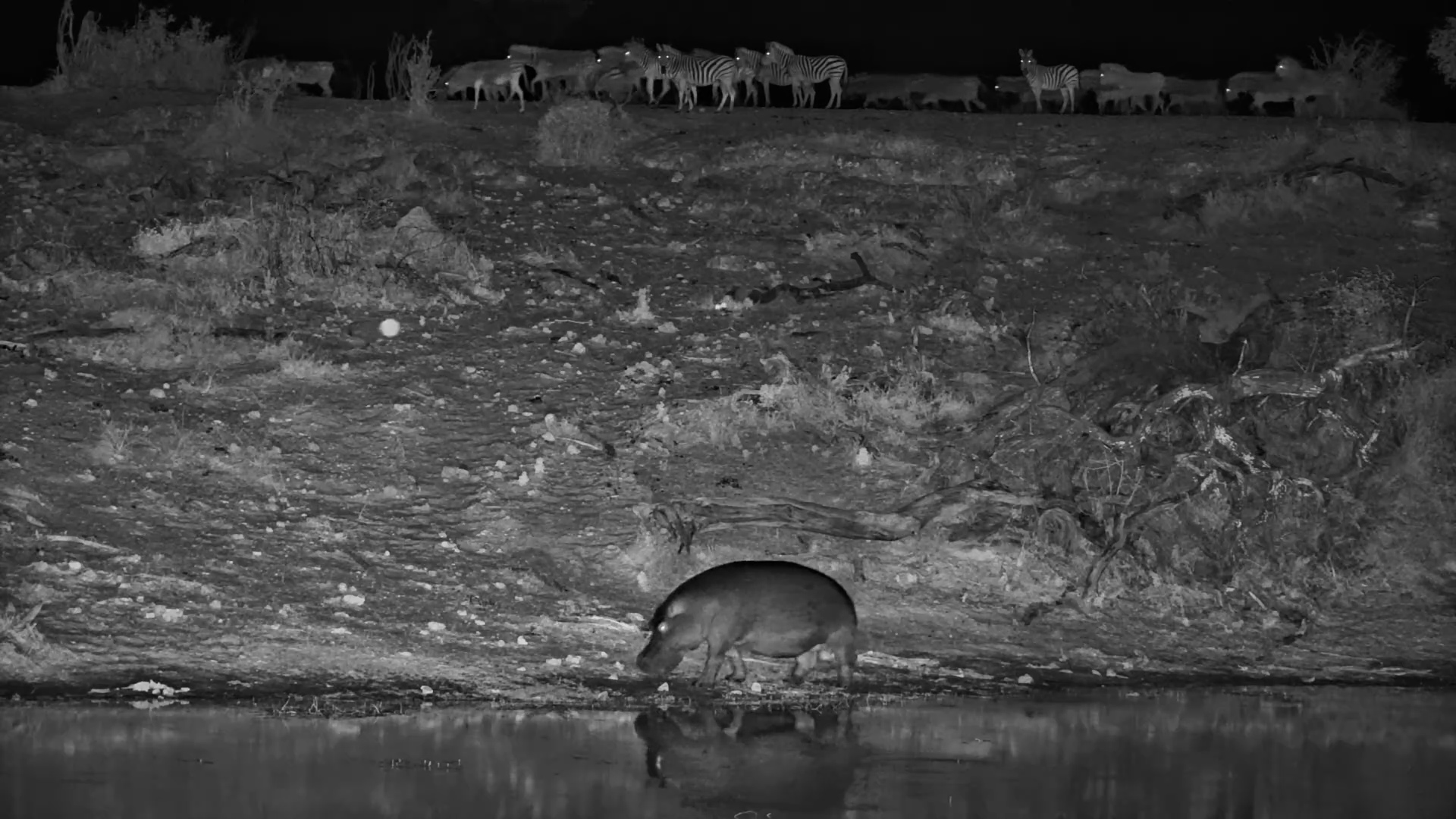 Zebra Herd Keeps a Close Eye on This Hippo