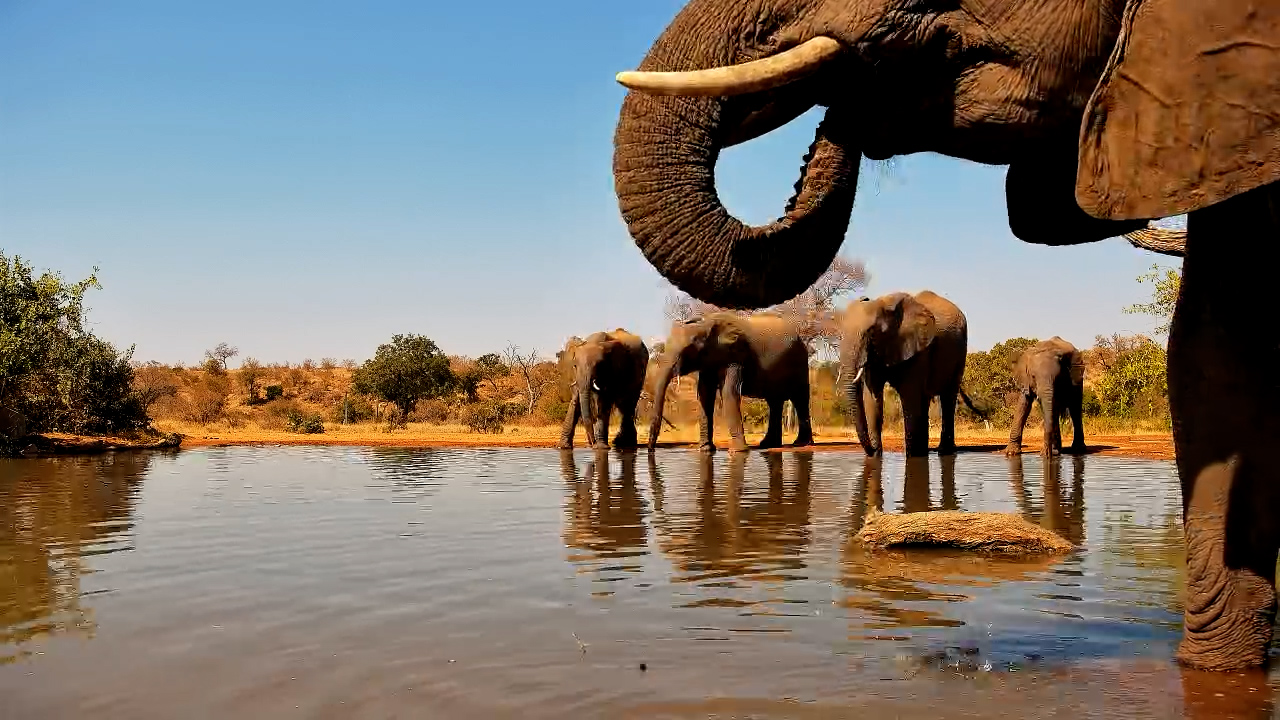 Up Close with Giants