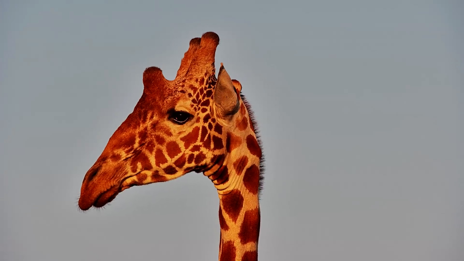 Reticulated Giraffe Arrives for a Much-Needed Drink