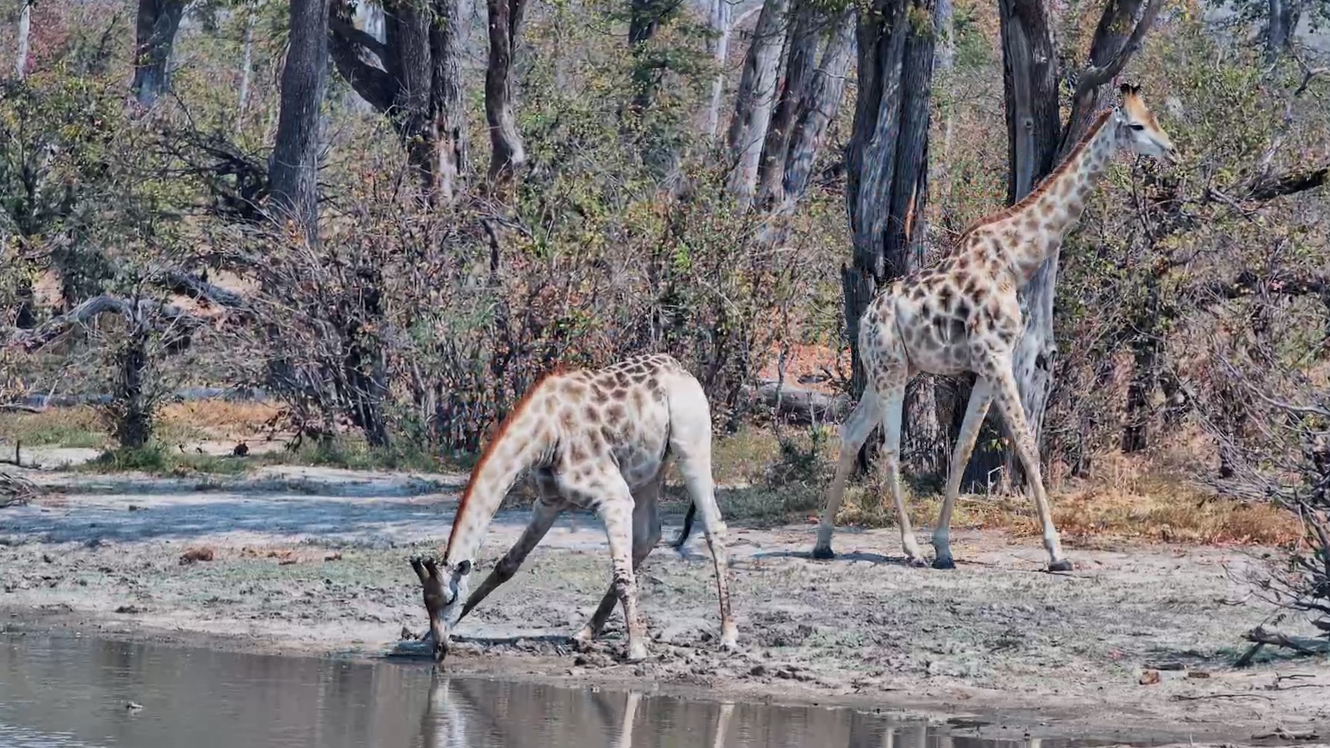 A Perfectly Peaceful Afternoon With Giraffes