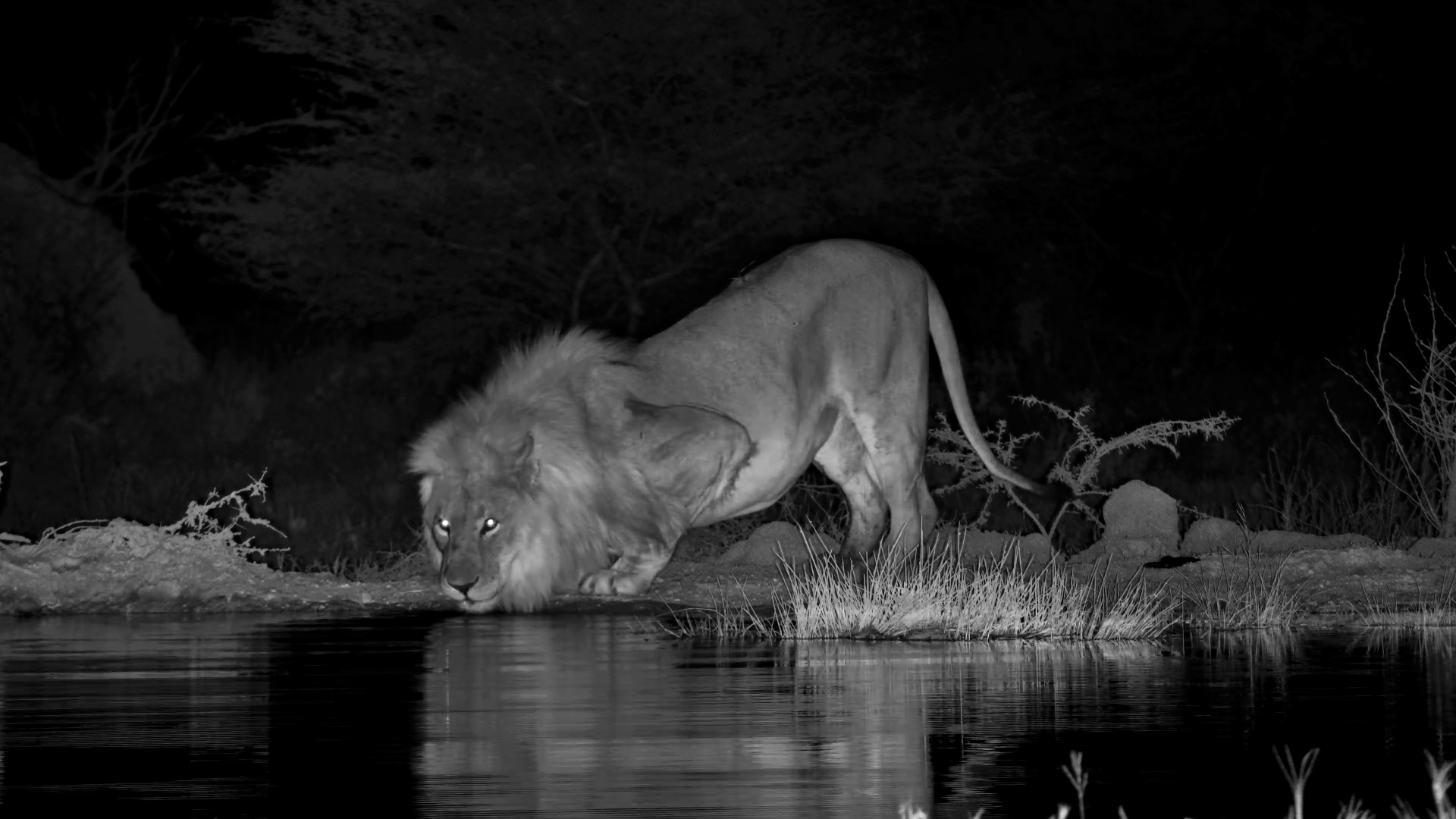 Male Lion Joins His Pride After Dark... Dinner Is Hidden Nearby
