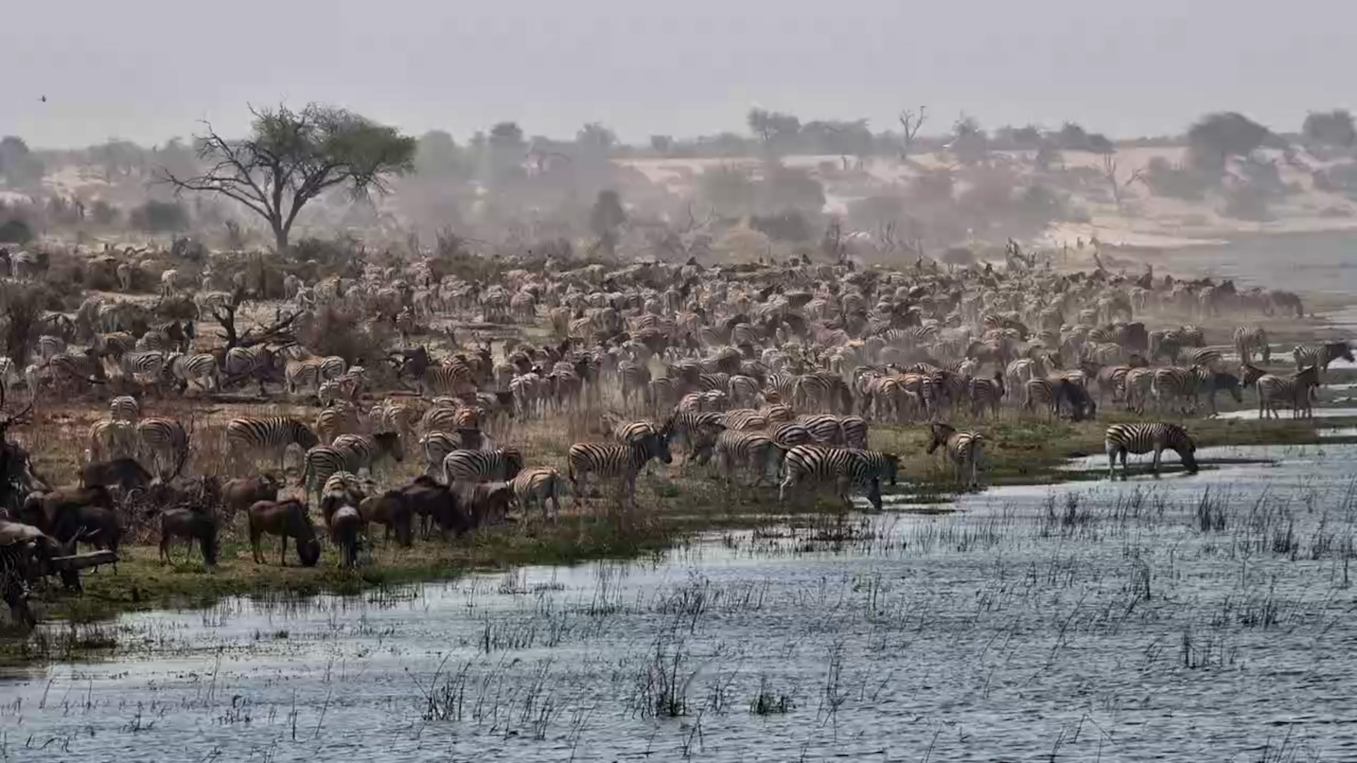 Zebras As Far As the Eye Can See Along the Boteti River
