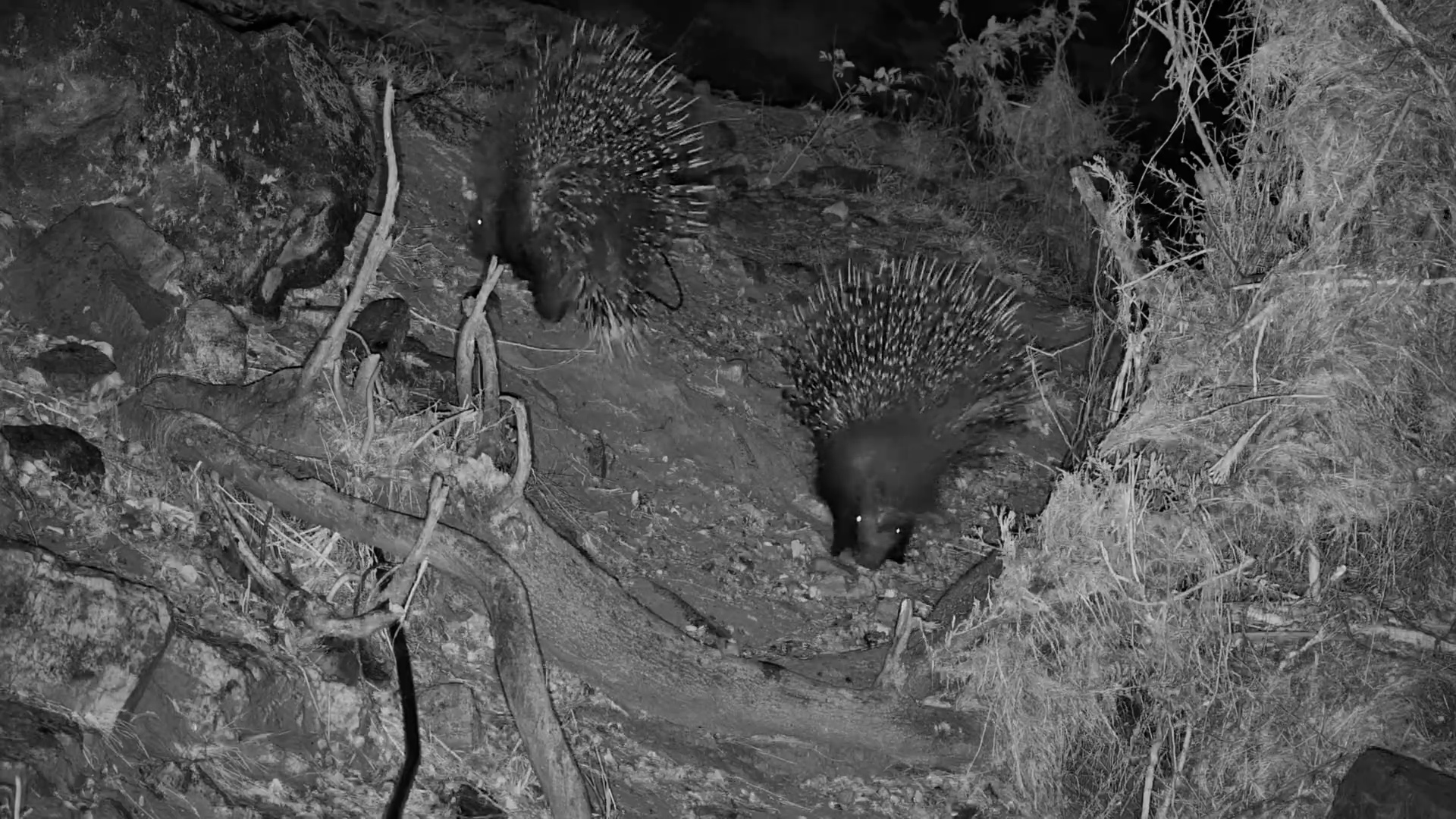 A Porcupine Pair Goes Searching for Dinner After Dark