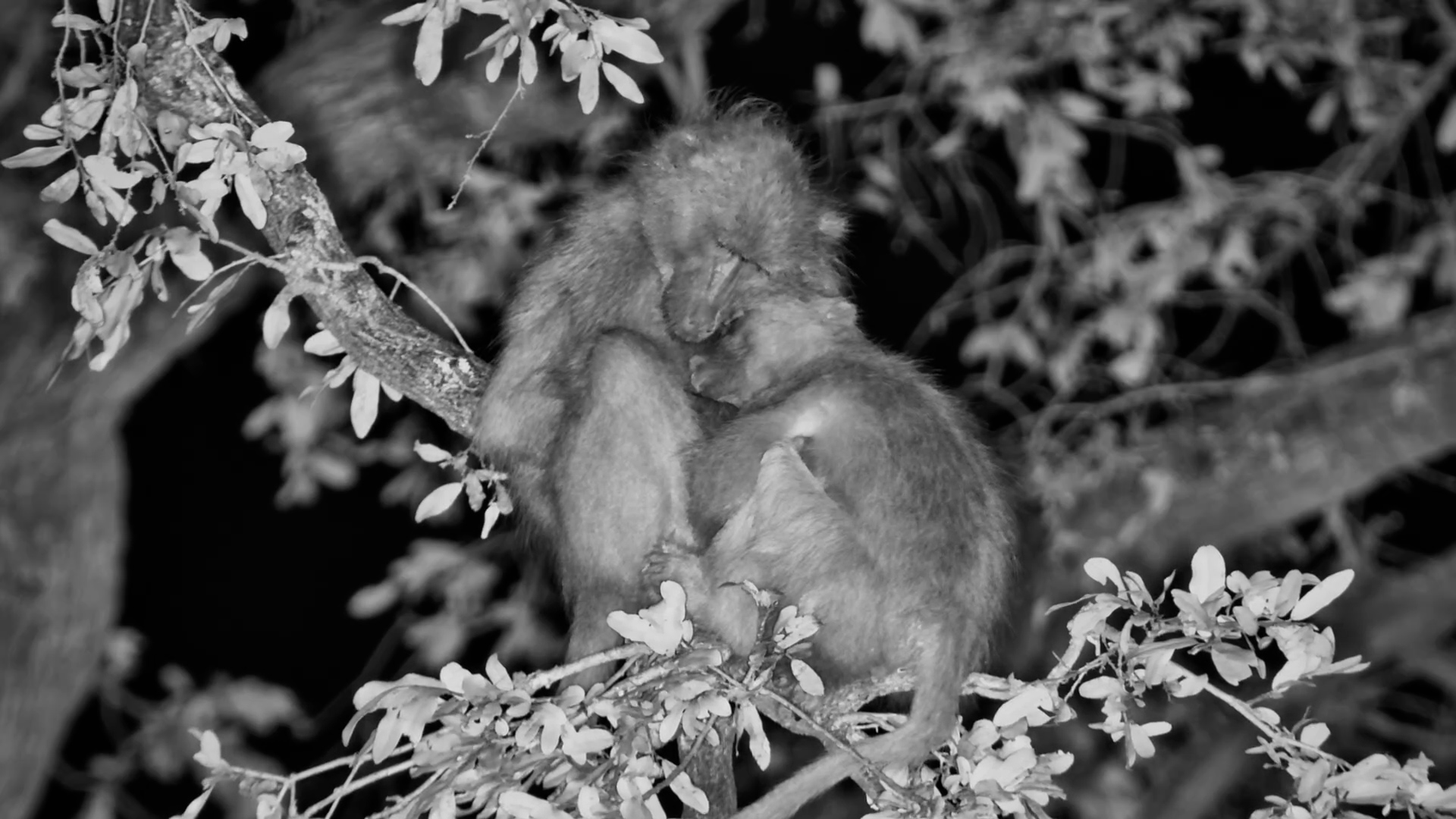 Two Baboons Cuddle Up Together for the Night
