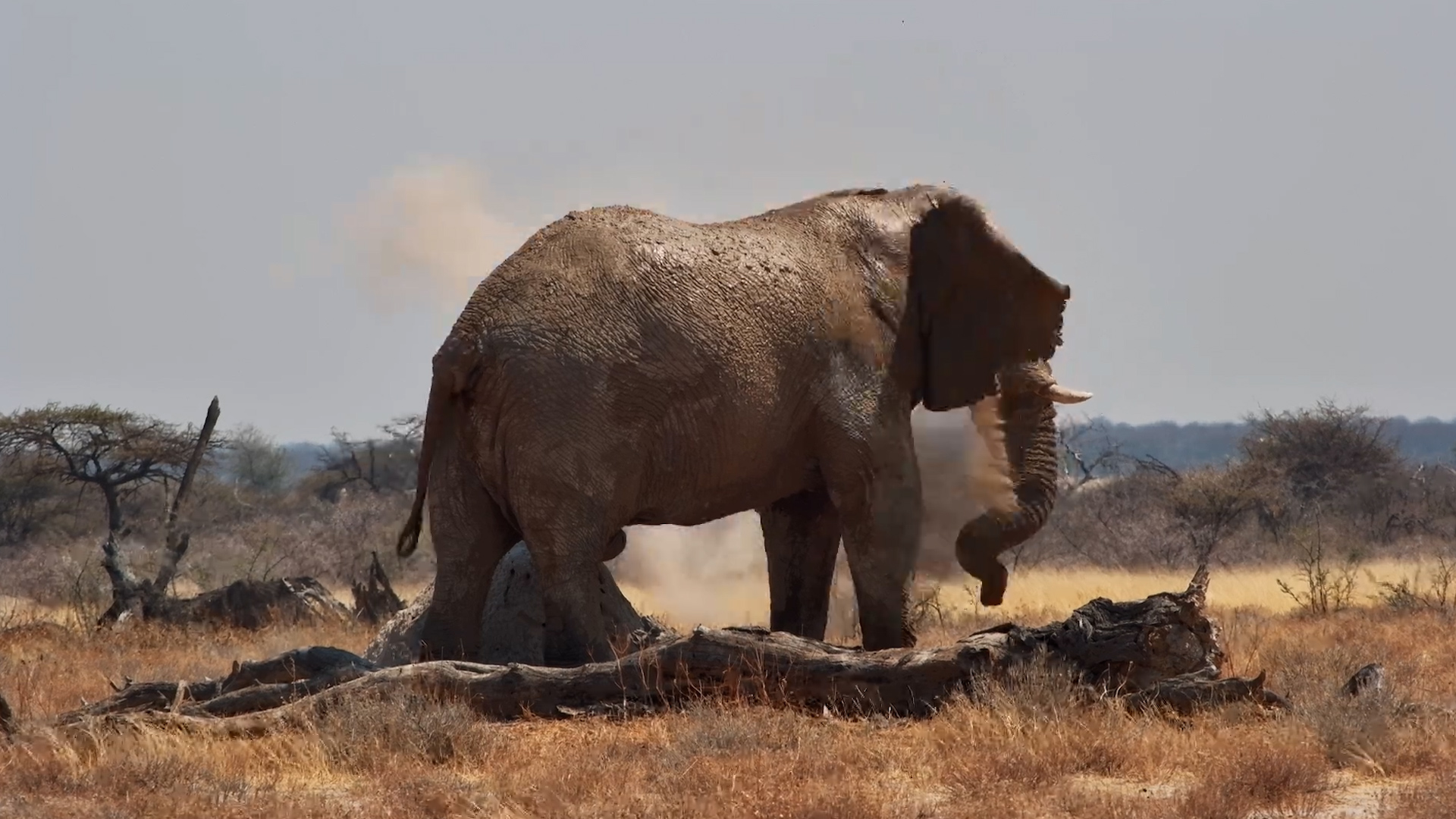 This Elephant Knows Exactly Where to Find the Best Dust