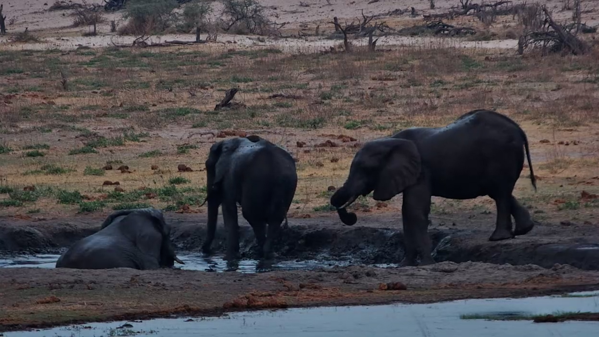 Elephants Discover the Perfect Mud Wallow!