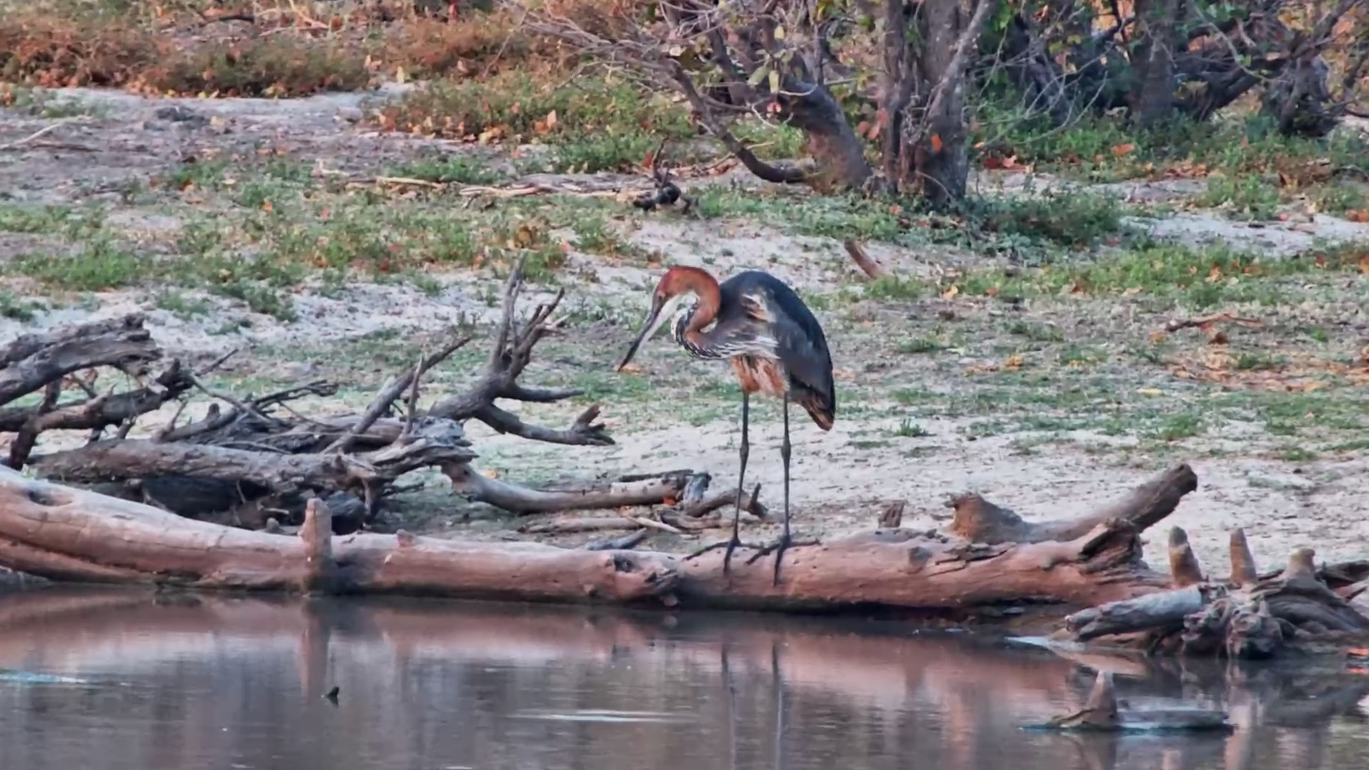 Africa's Biggest Heron Is Ready to Strike!