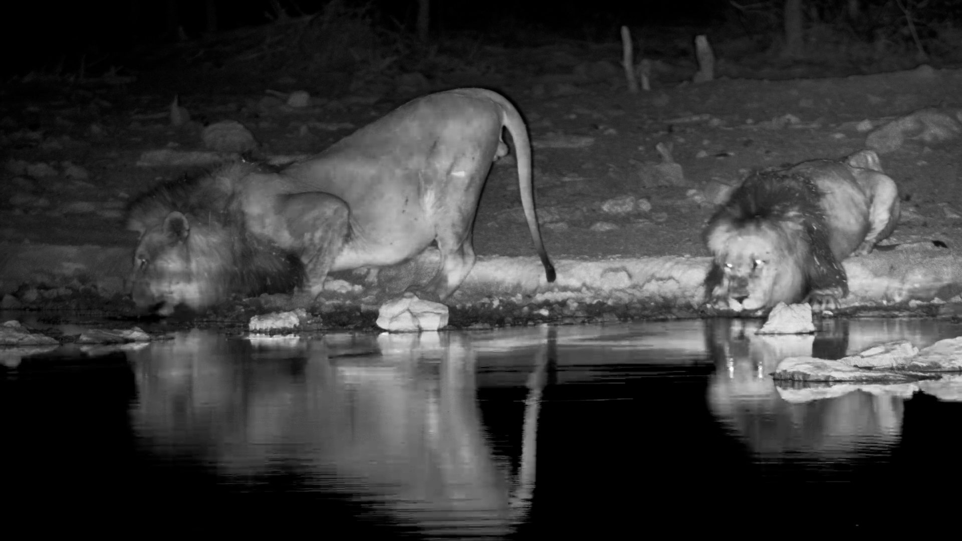 That ROAR! Male Lion Breaks the Silence After Dark
