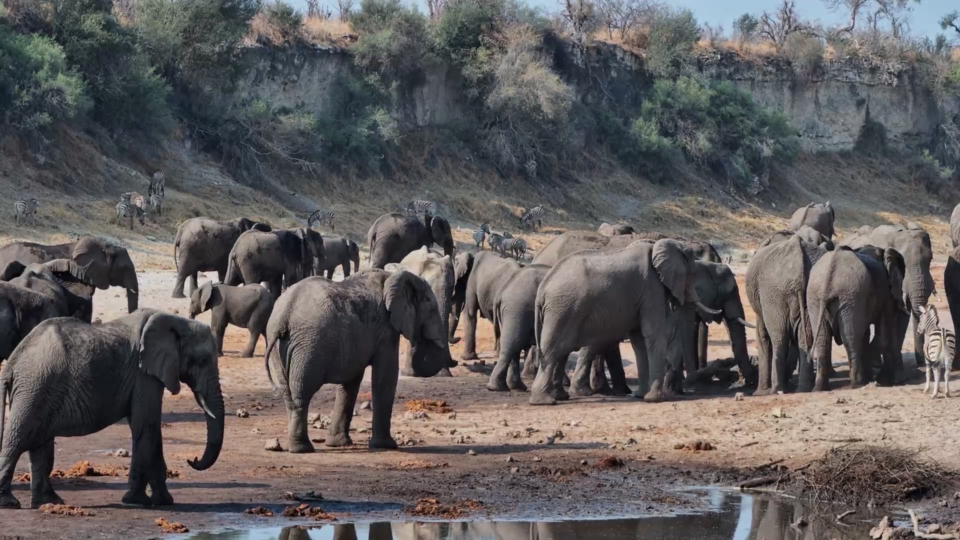 Large Elephant Herd at Meno A Kwena