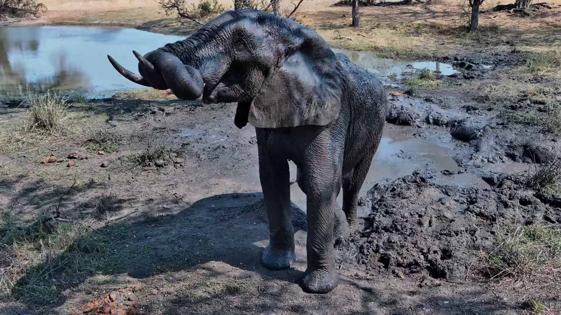 Mud Time: Lone Elephants Splash and Play at Roy’s Dam