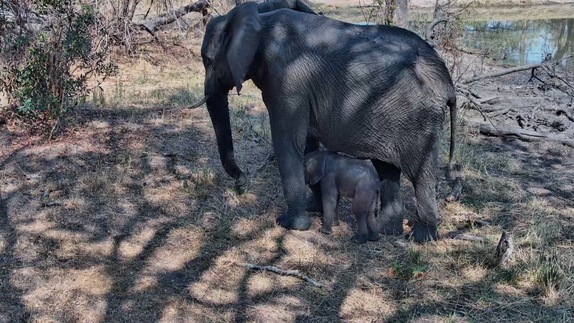 Tiny Elephant Stands Under Mum During Bathroom Break