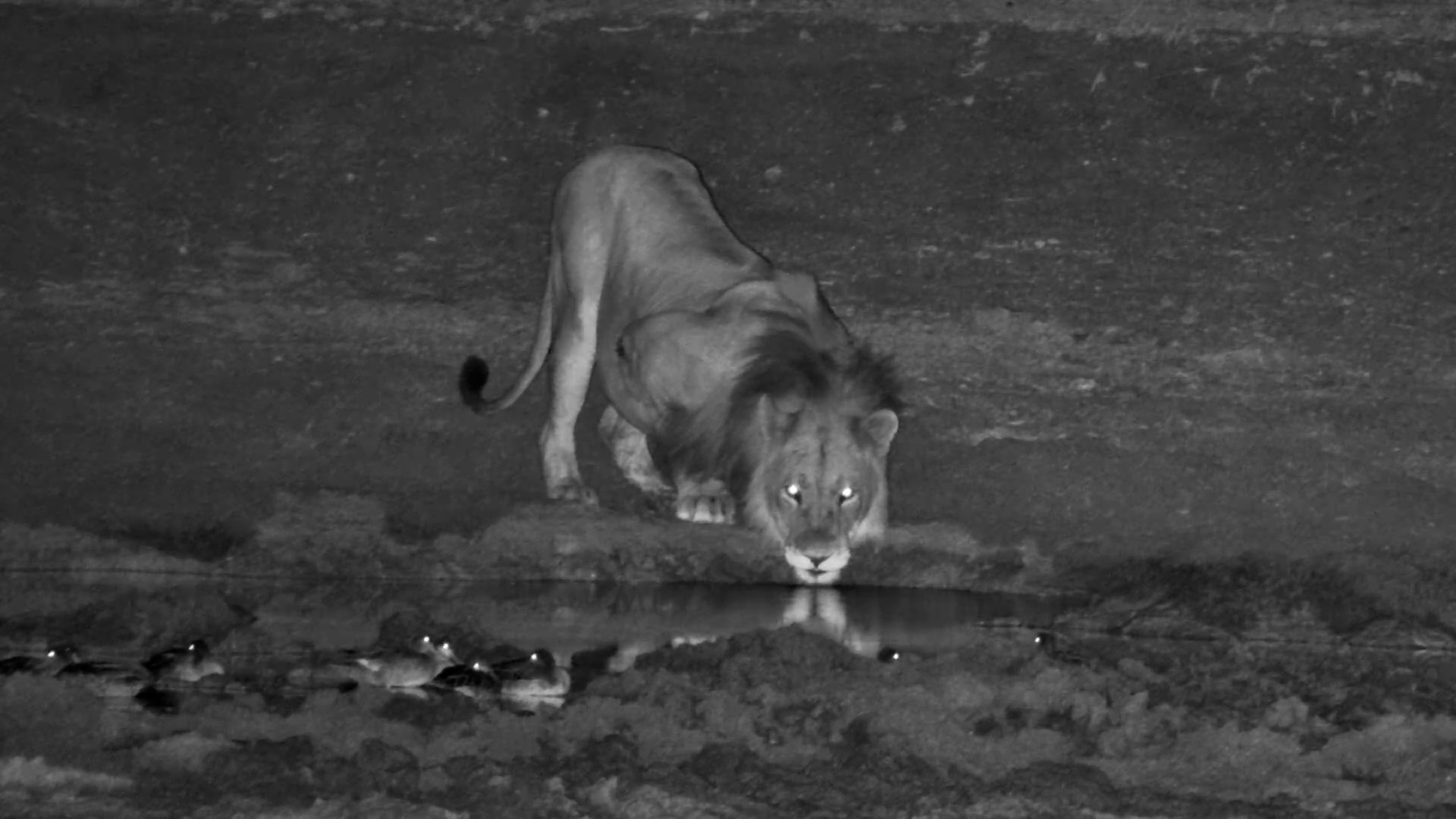 Even Lions Get Frightened! Ducks vs. Lion