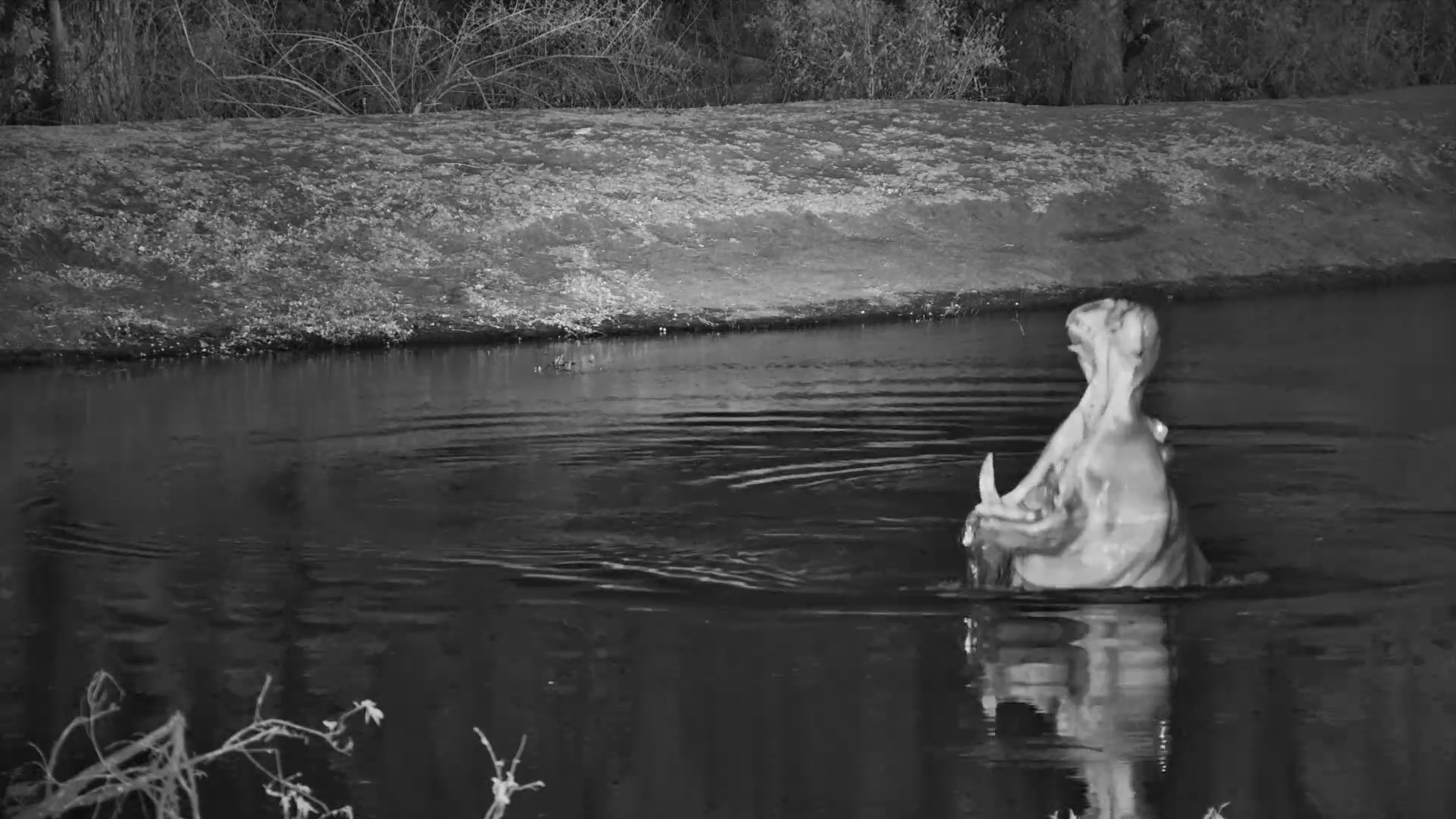 Huge Hippo Yawns at Roy’s Dam Before Night Grazing
