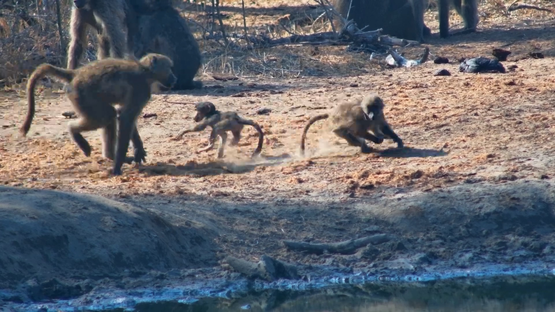 Adorable Baby Baboons Play at Serondella Waterhole