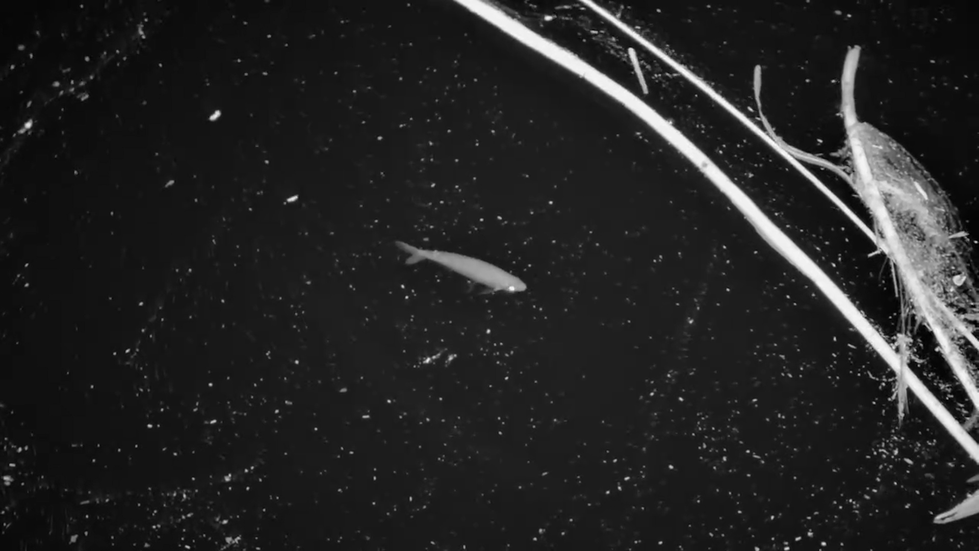 The Boteti River Comes Alive Beneath the Surface at Night