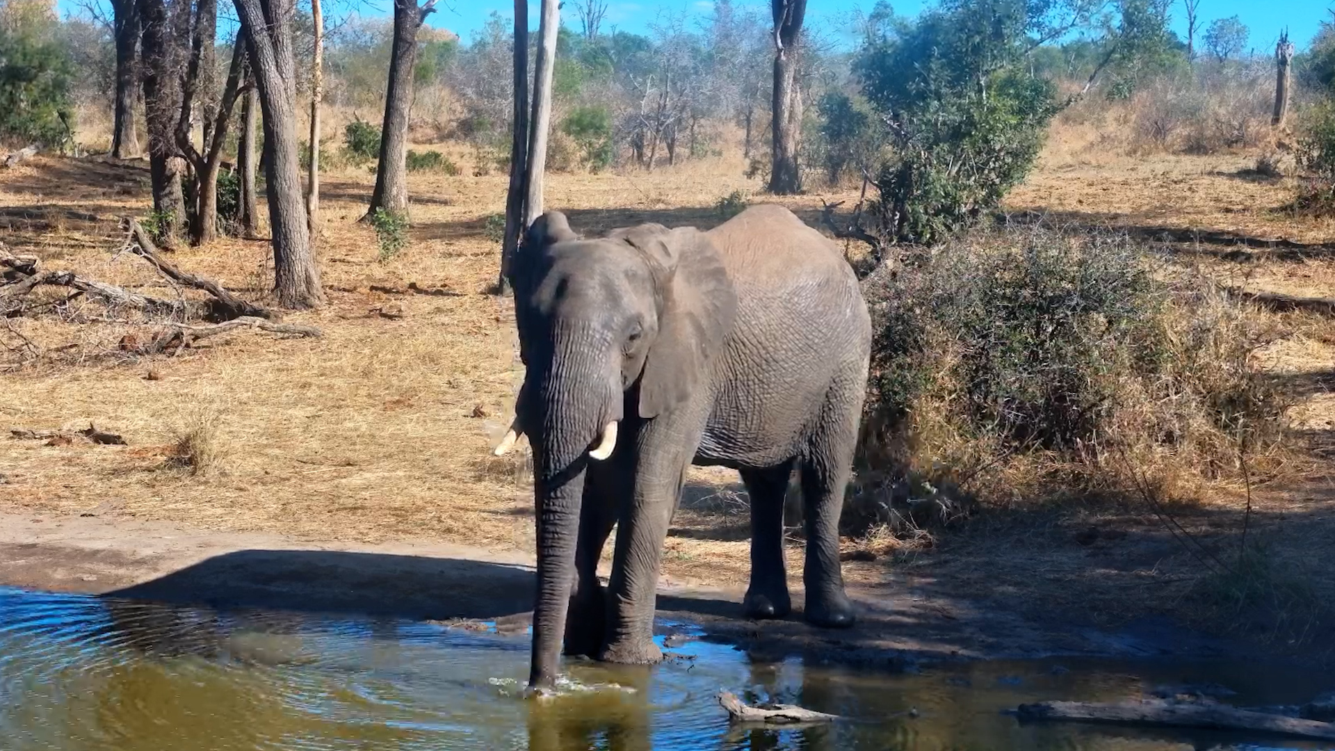 Lone Elephant Stops for a Peaceful Afternoon Drink