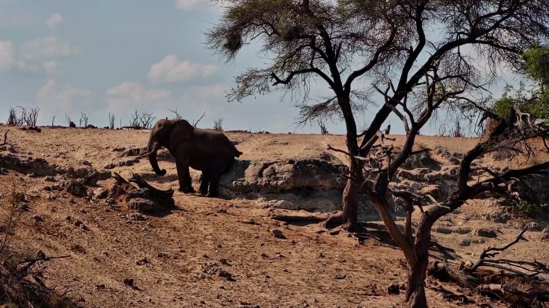 Elephant Takes a Stroll Along the Boteti Riverbank