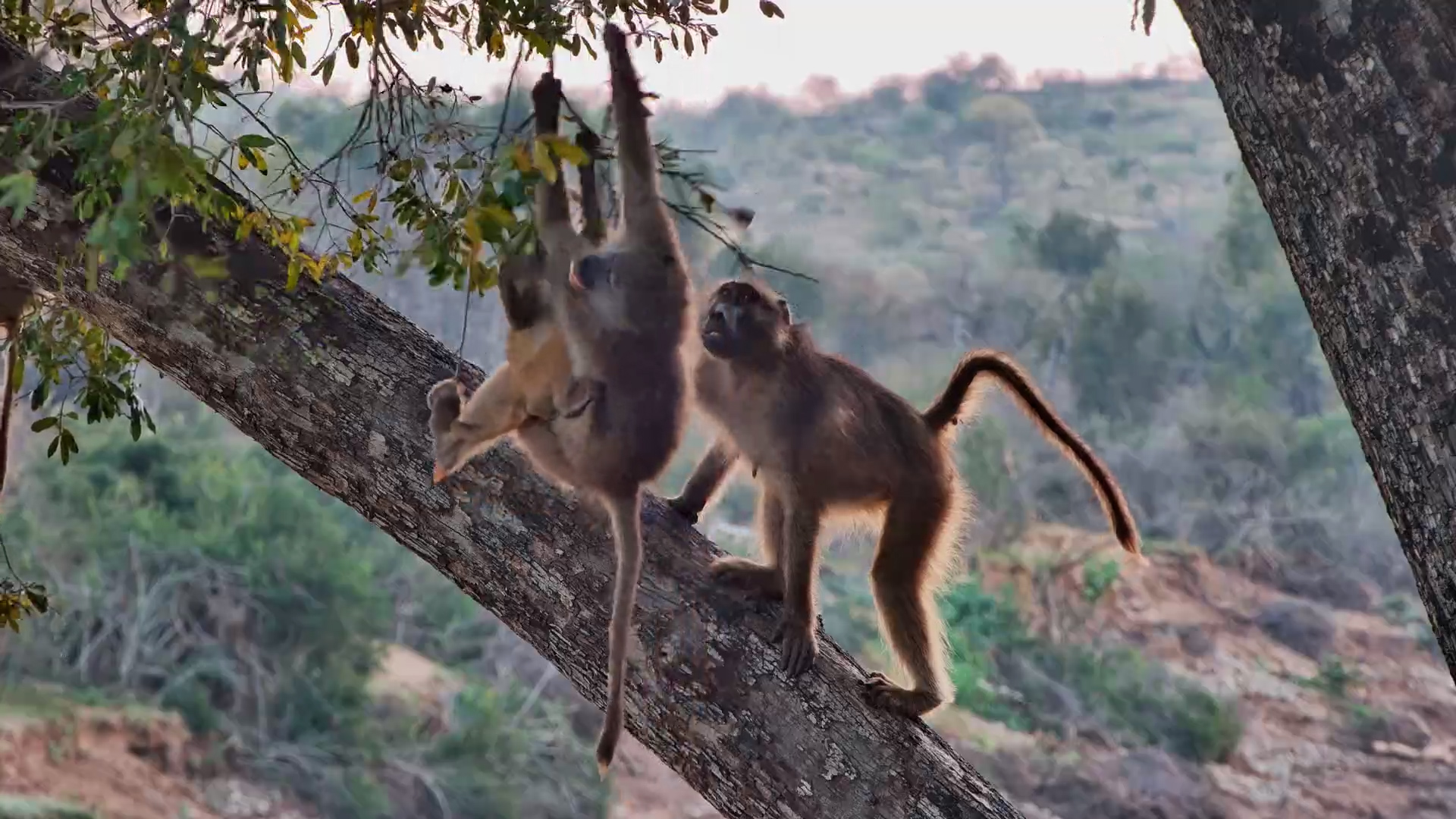 Mother Baboon Clings to the Branches as Chaos Breaks Out!
