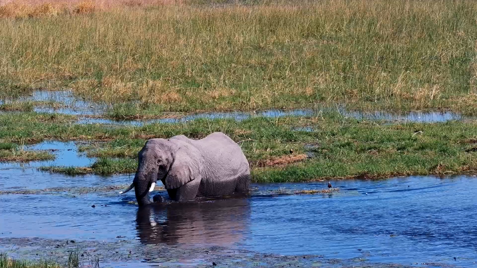 Elephants Wade In for the Good Stuff at Selinda