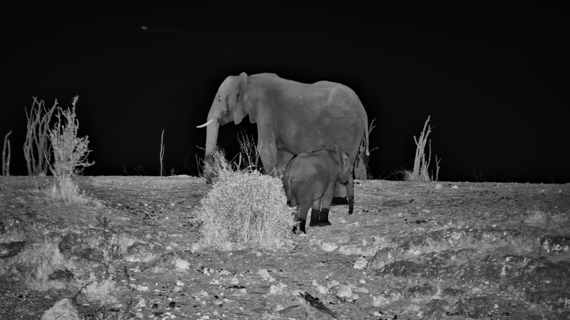 Elephant Mum Brings Her Calf Down for a Drink