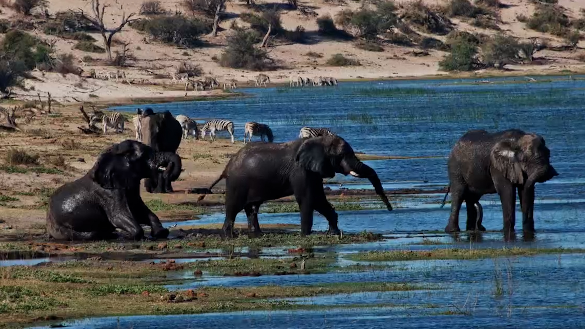 Mud, Water & Elephants