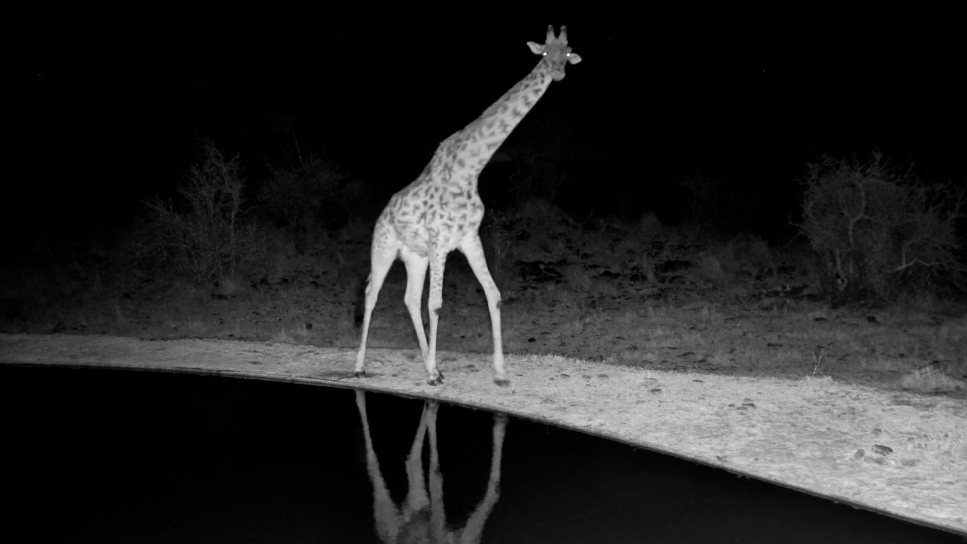Giraffe Stops to Think… Then Remembers It Has an Itch