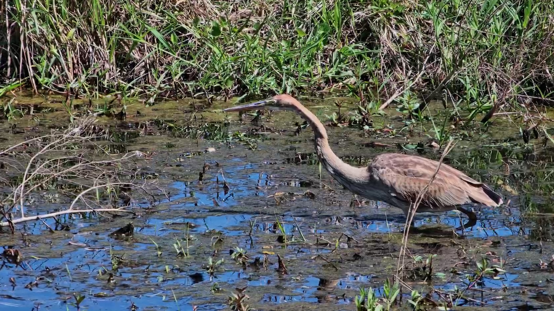 Purple Heron Locks Onto Something in the Water