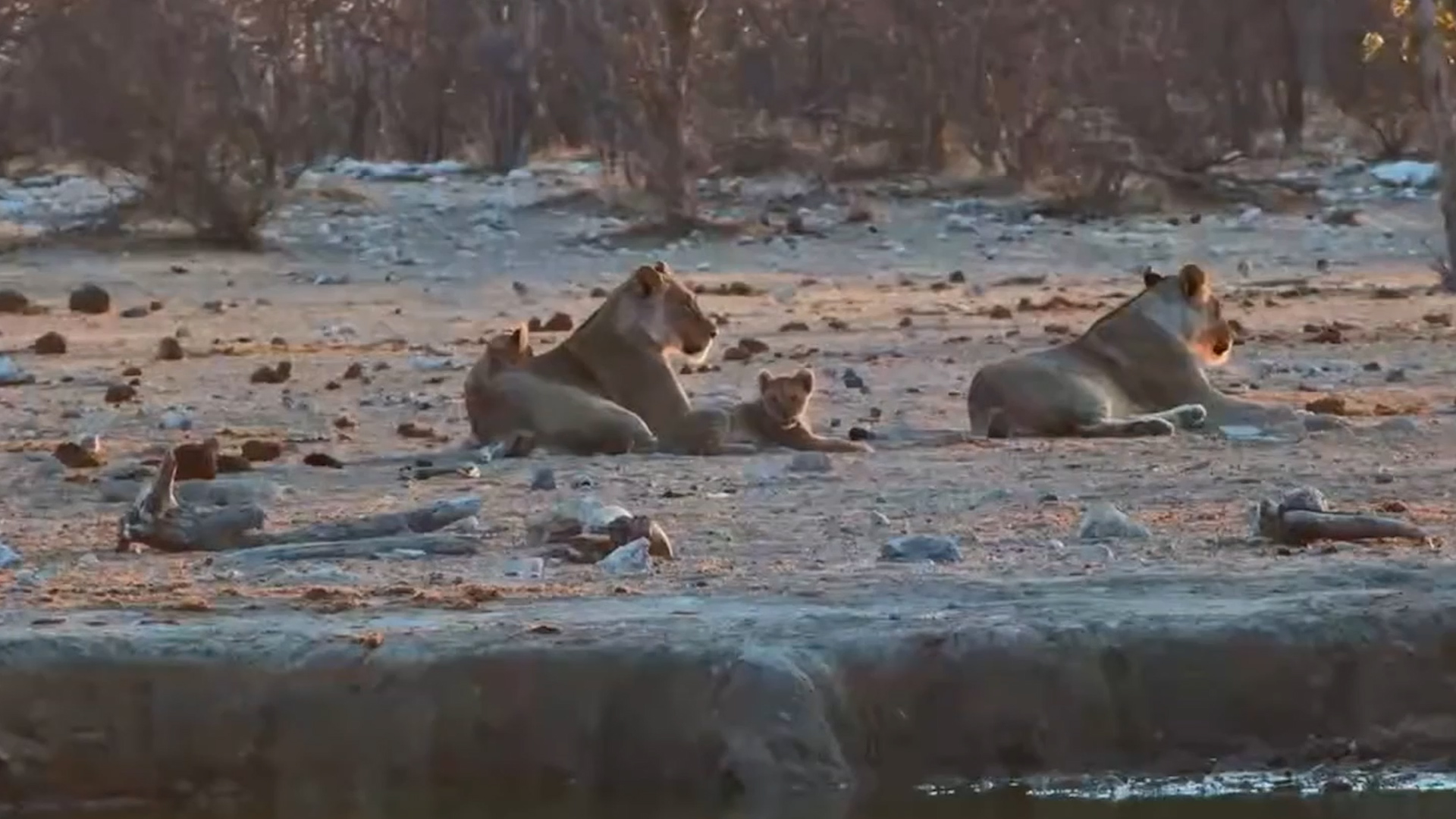 Lion Pride Enjoys a Lazy Morning at Safarihoek