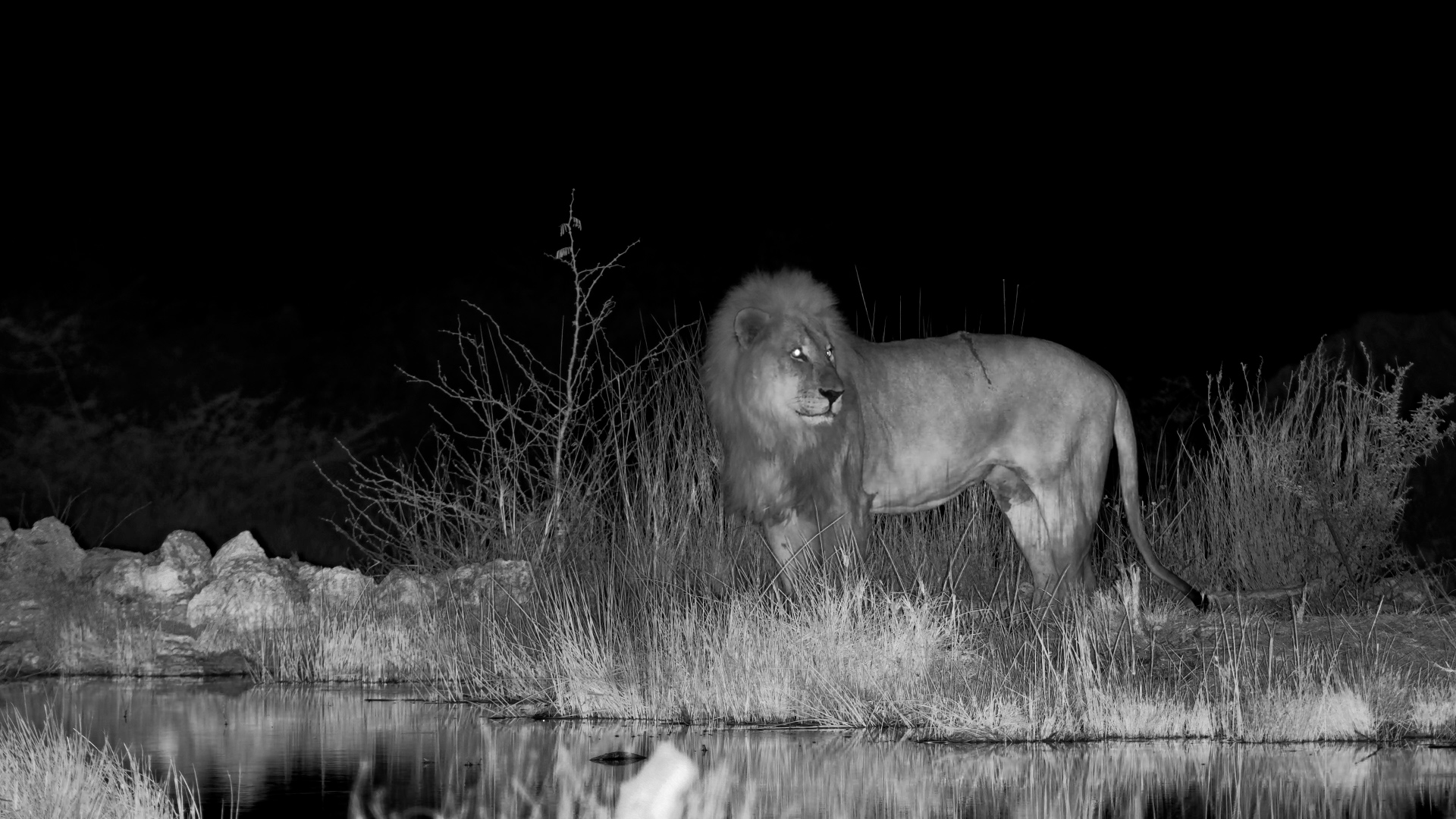 Life in the Wild Leaves Its Marks… Male Lion Drinks After Dark