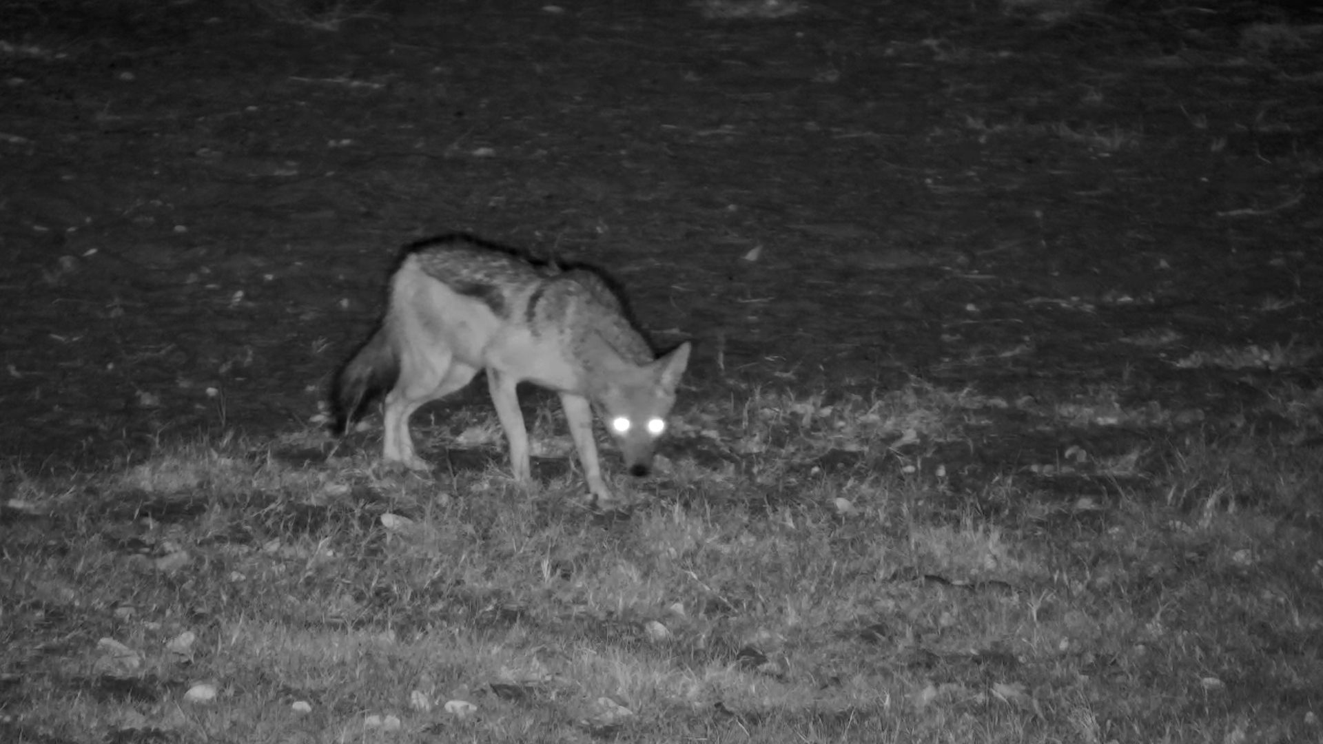 Black-Backed Jackal Sees a Snake and Says NOPE