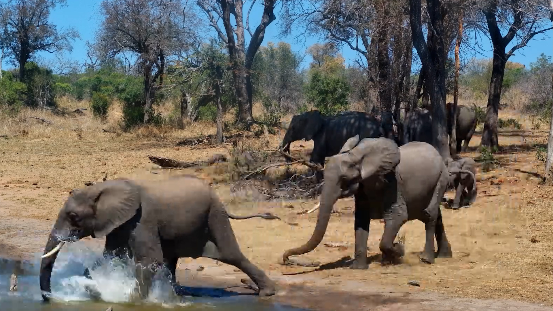 Mum Said MOVE! Elephant Gets Chased Into the Water