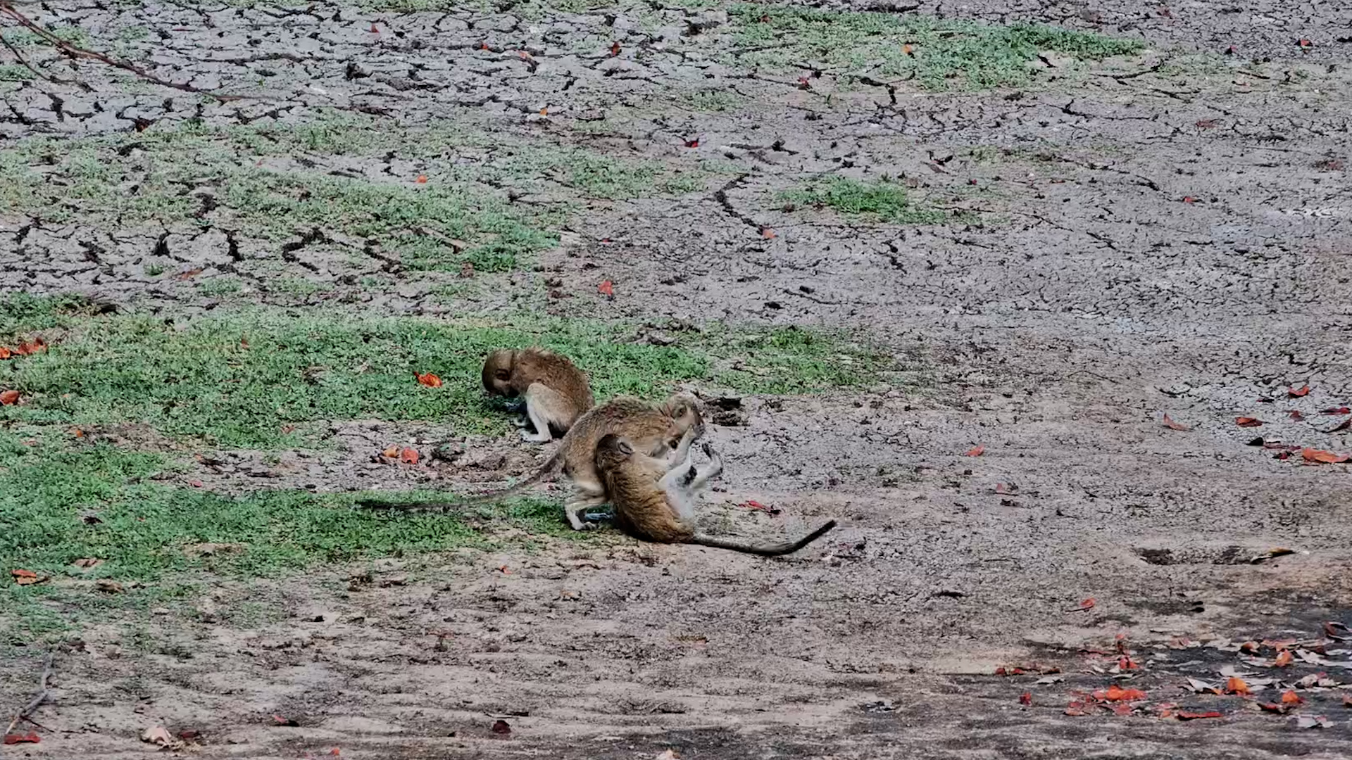 Just a Bunch of Monkeys Being… Monkeys