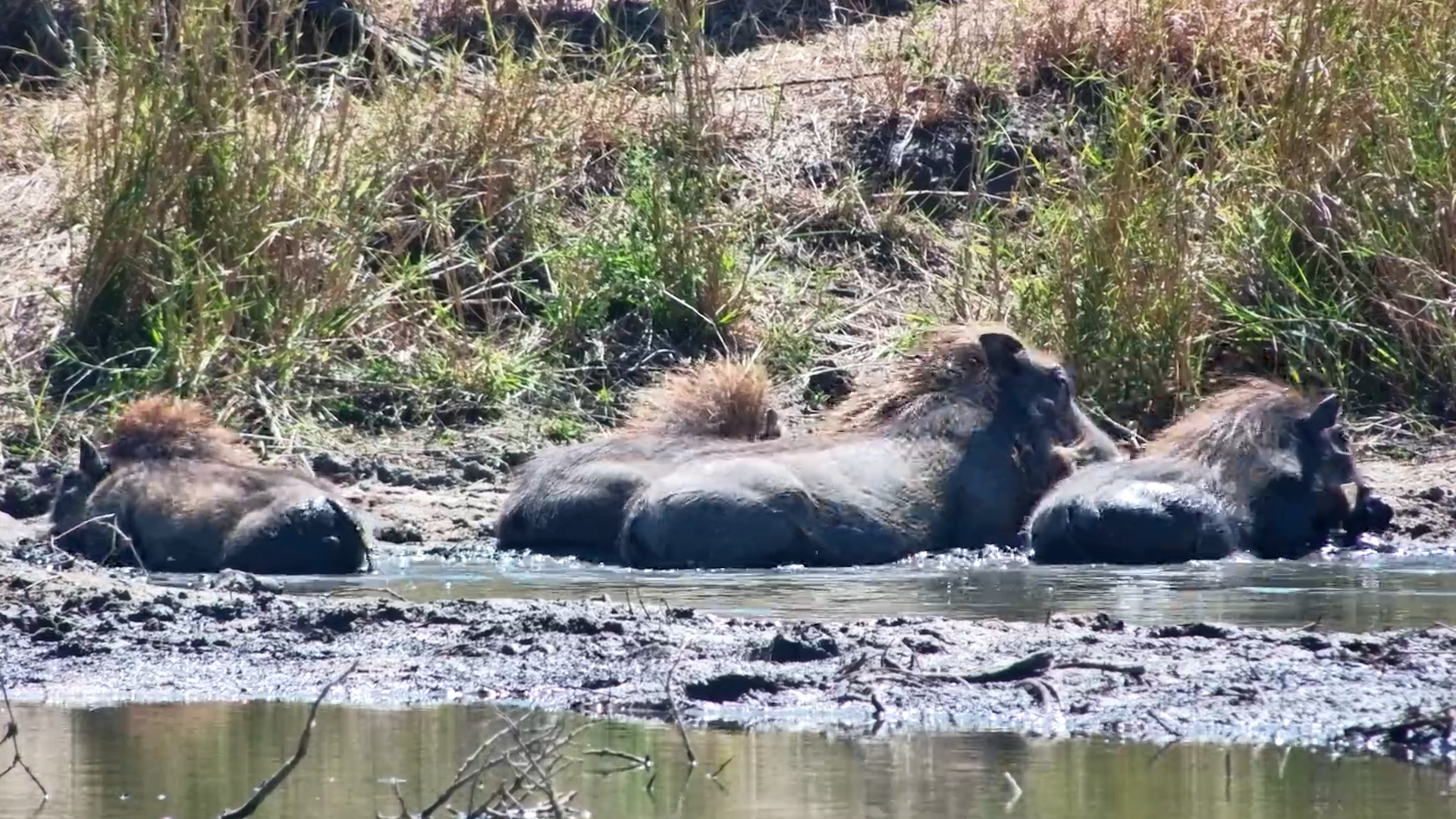Something Spooks These Warthogs Mid-Wallow!