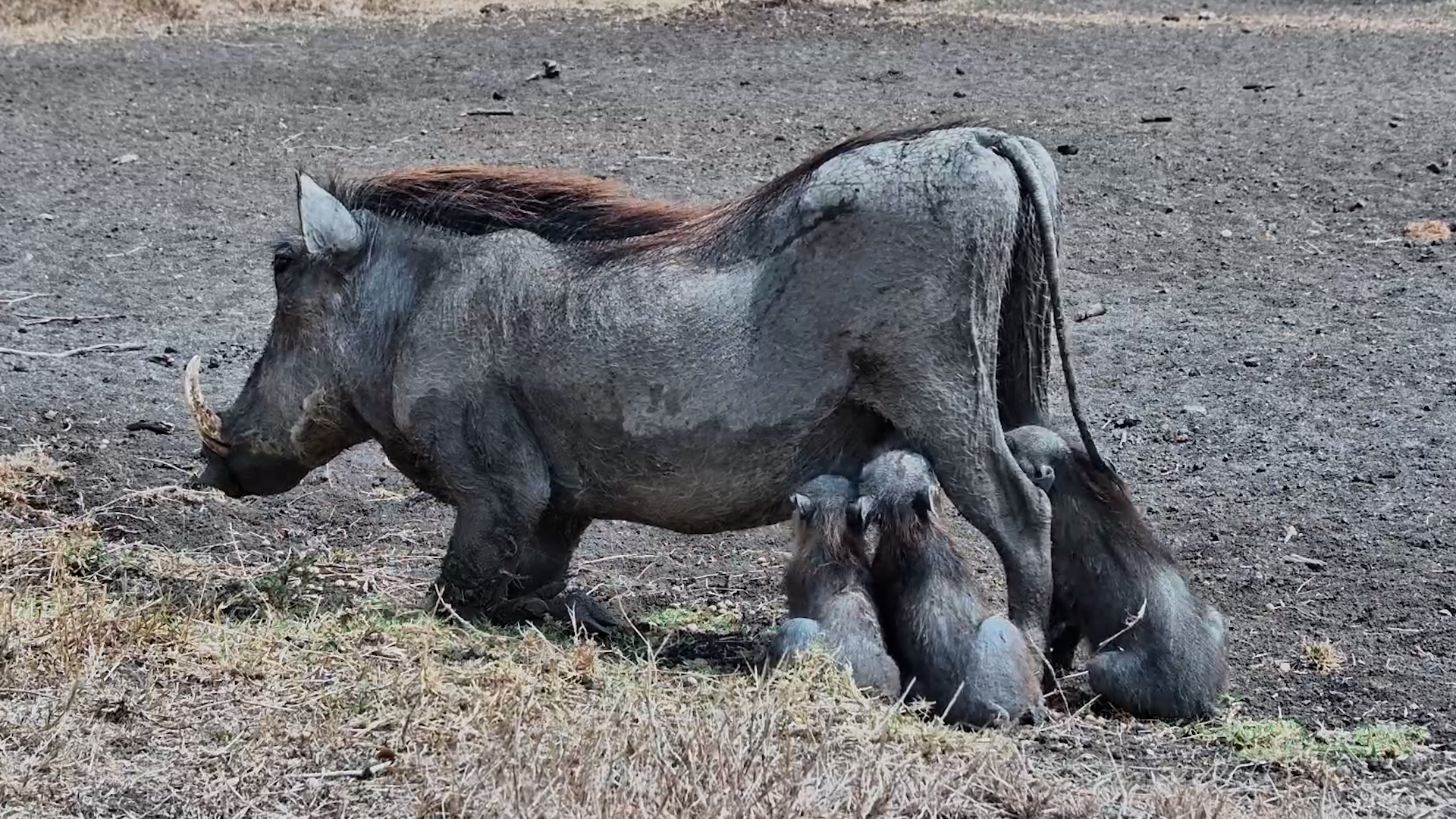 Grass for Starter… Mum’s Milk for Main