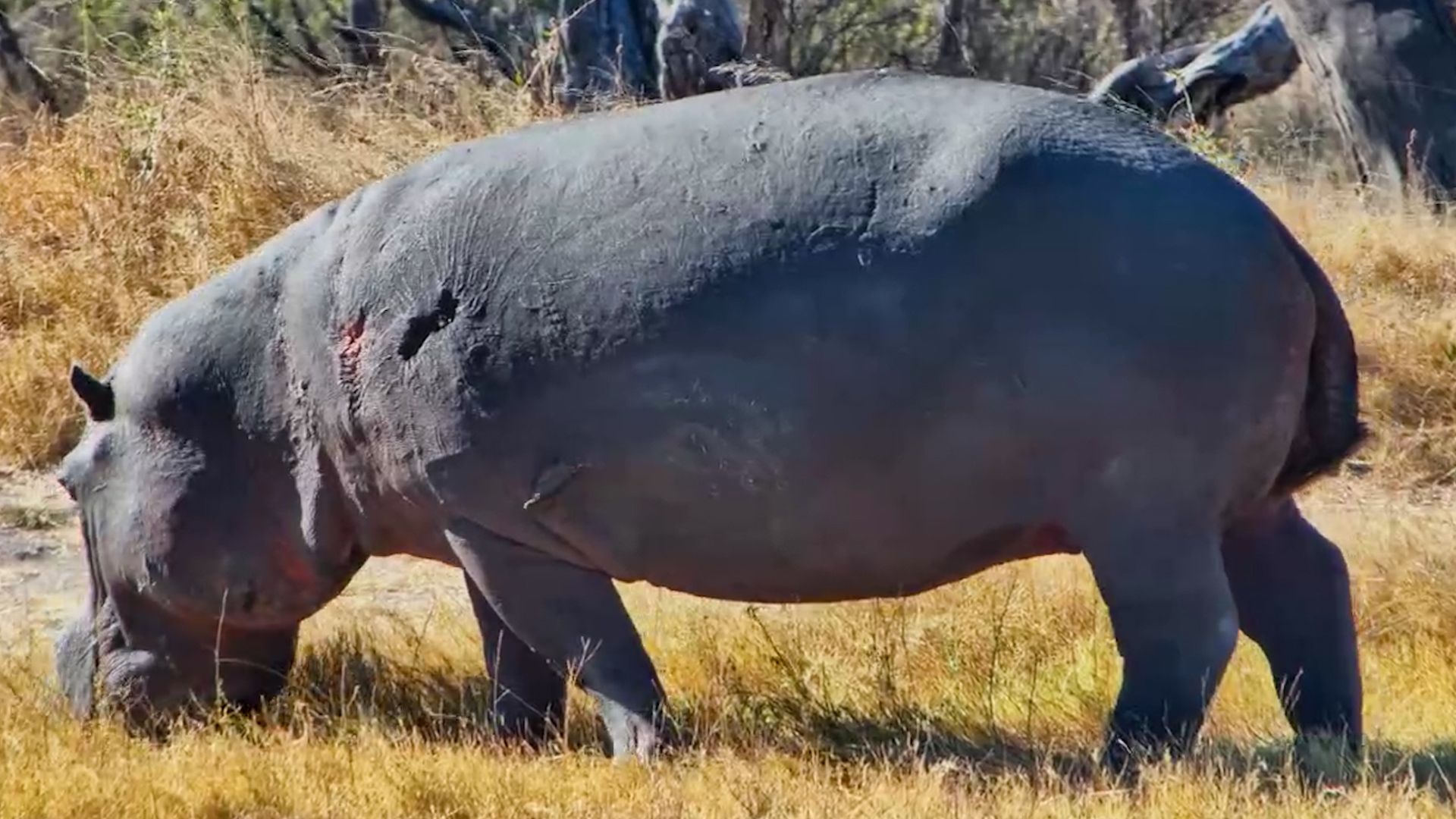 Moto Moto Goes Grazing... Oxpecker Gets Straight to Work