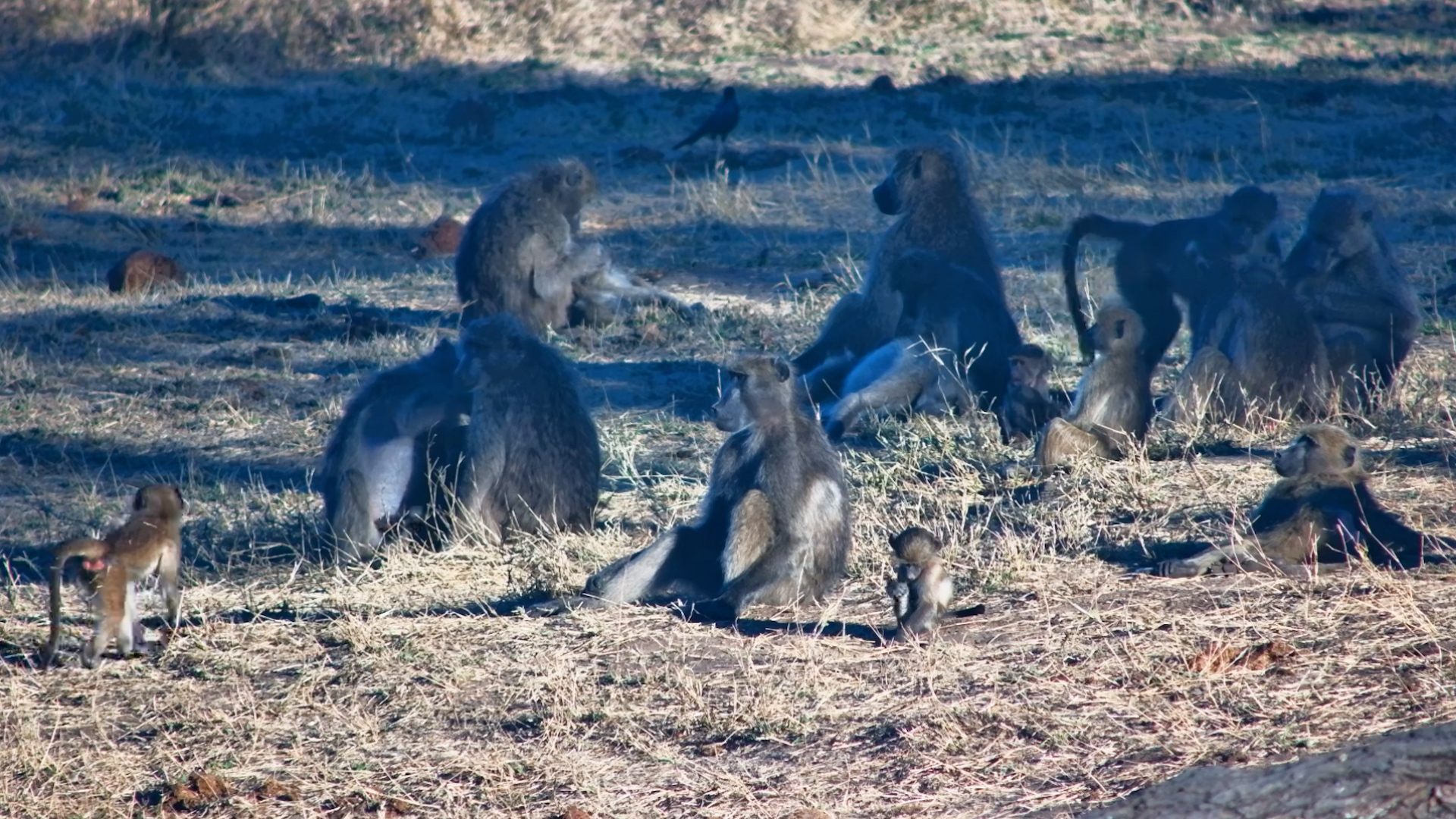 What Baboon Social Hour Looks Like