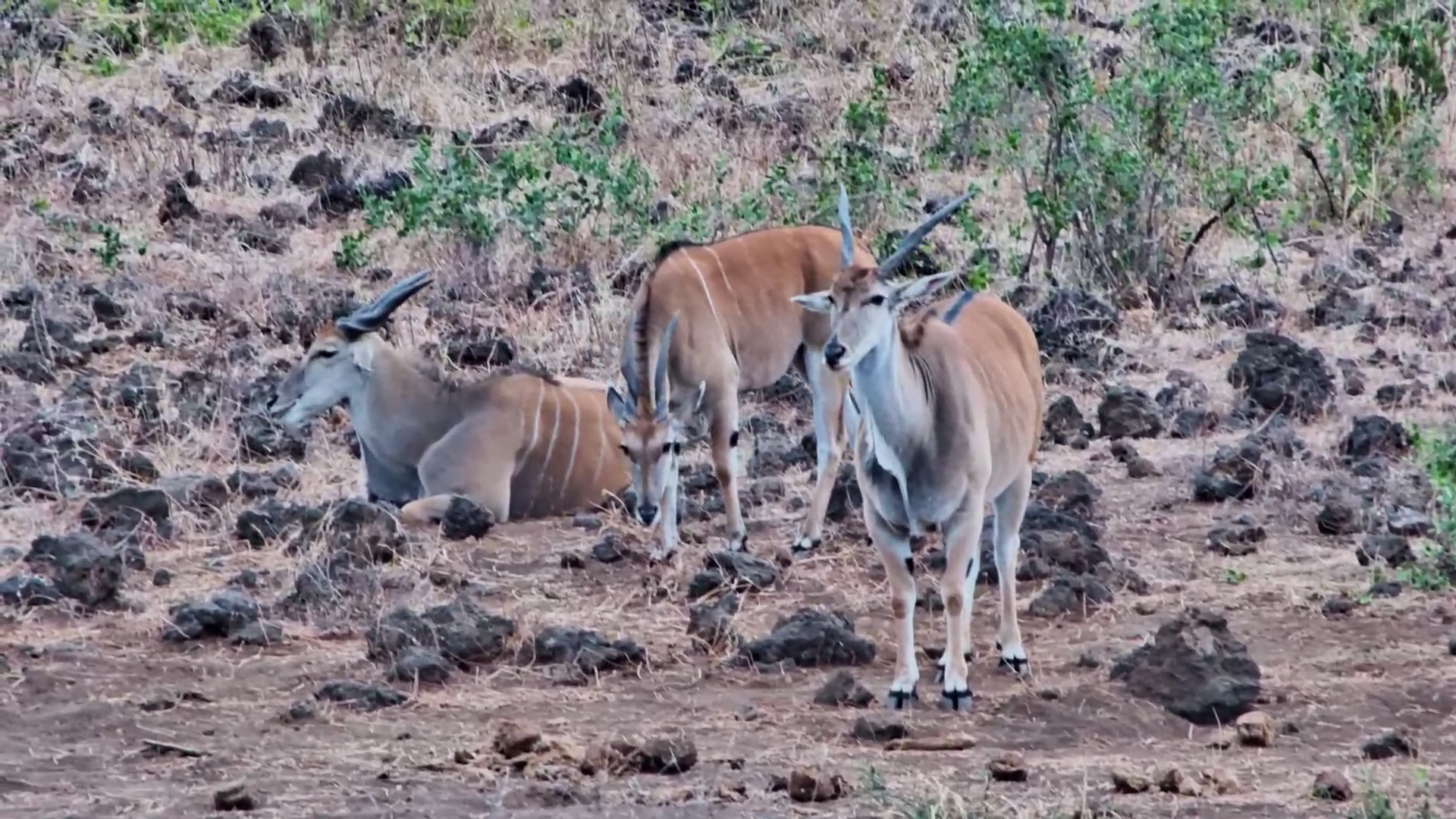 Herd of Eland Enjoying the Slow Life