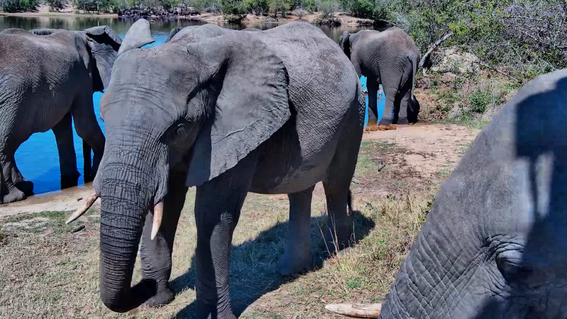 Elephant Has Lunch Directly Beneath the Live Camera!