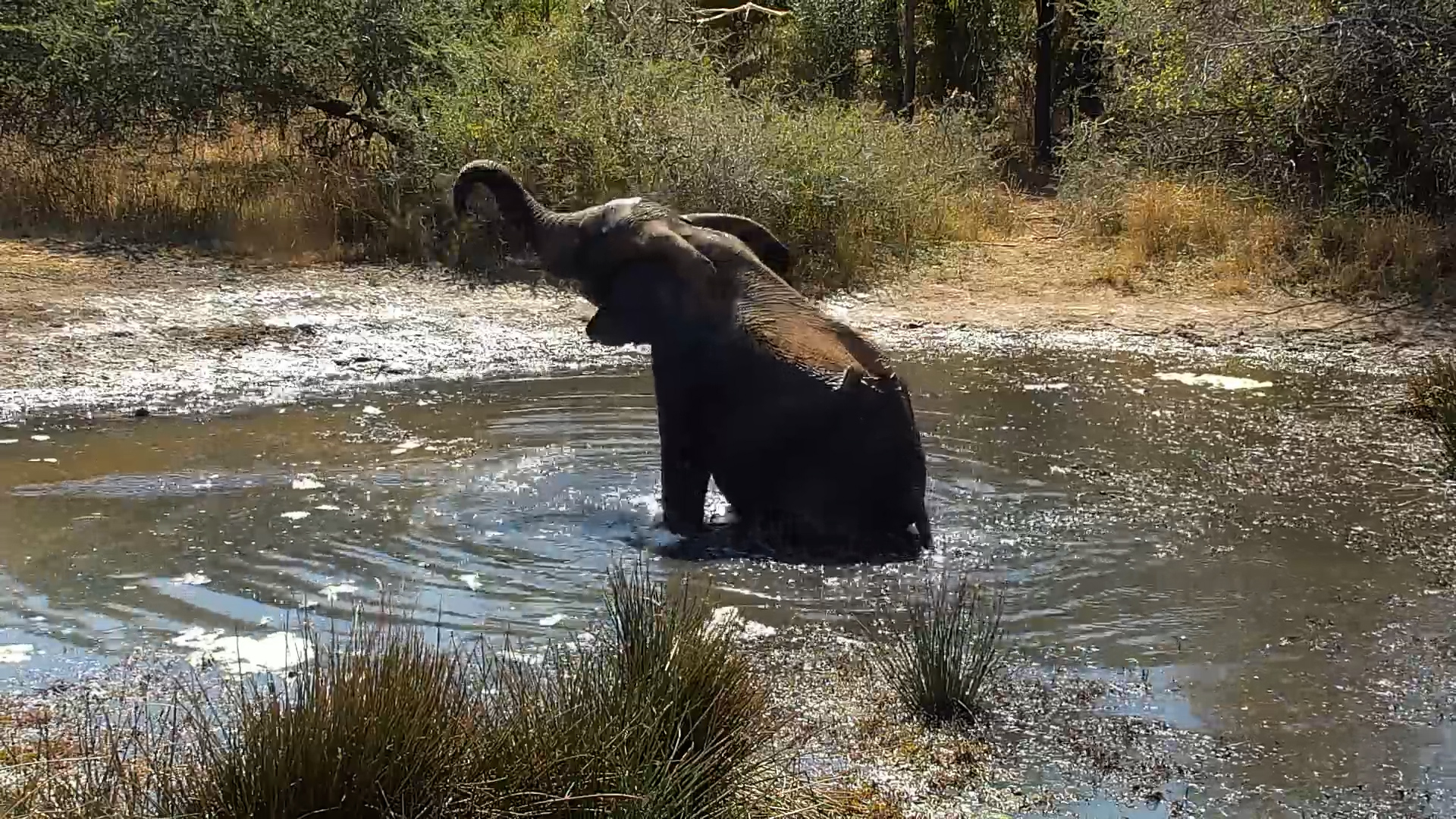Elephant Gives His Waterhole Experience a 10/10